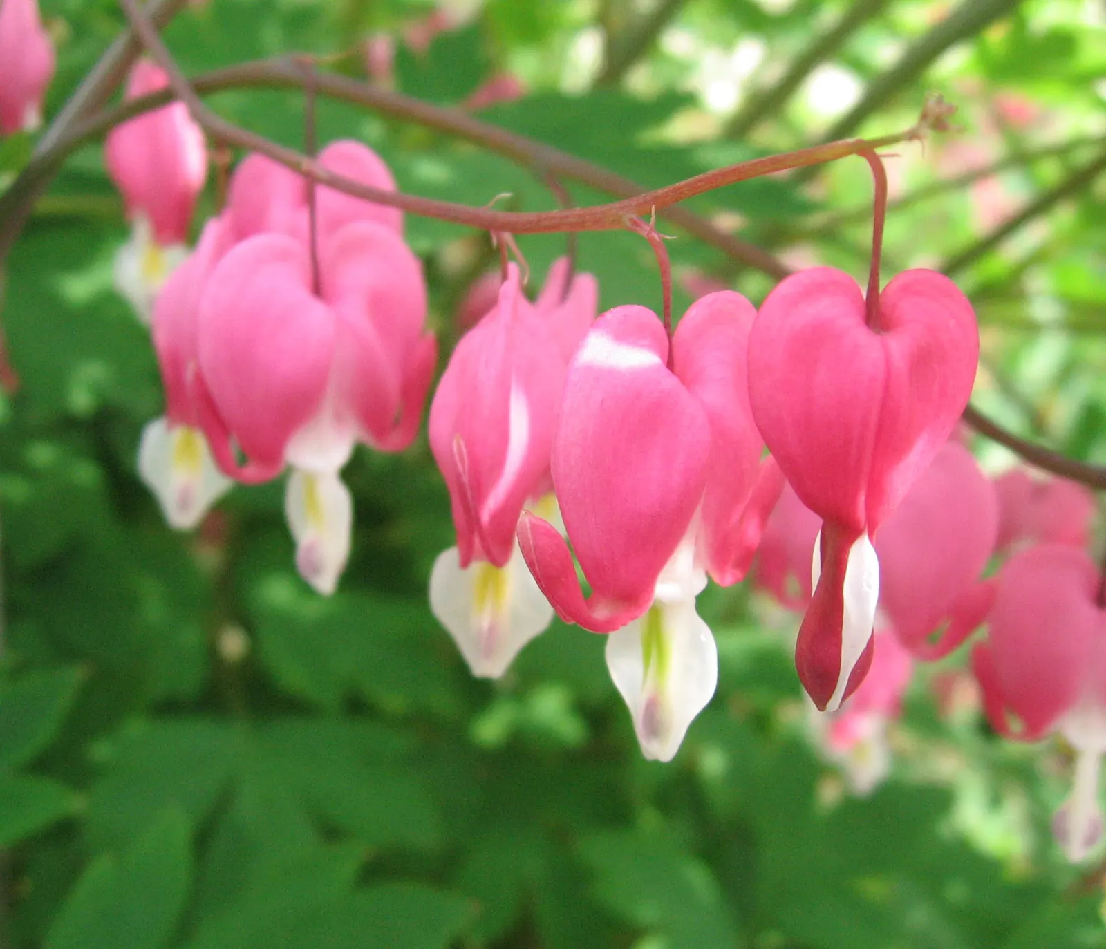 Common Bleeding Heart (Dicentra Spectabilis) — A rich, moist, well-draining soil, with a slightly acidic to neutral pH, will ensure optimal growth