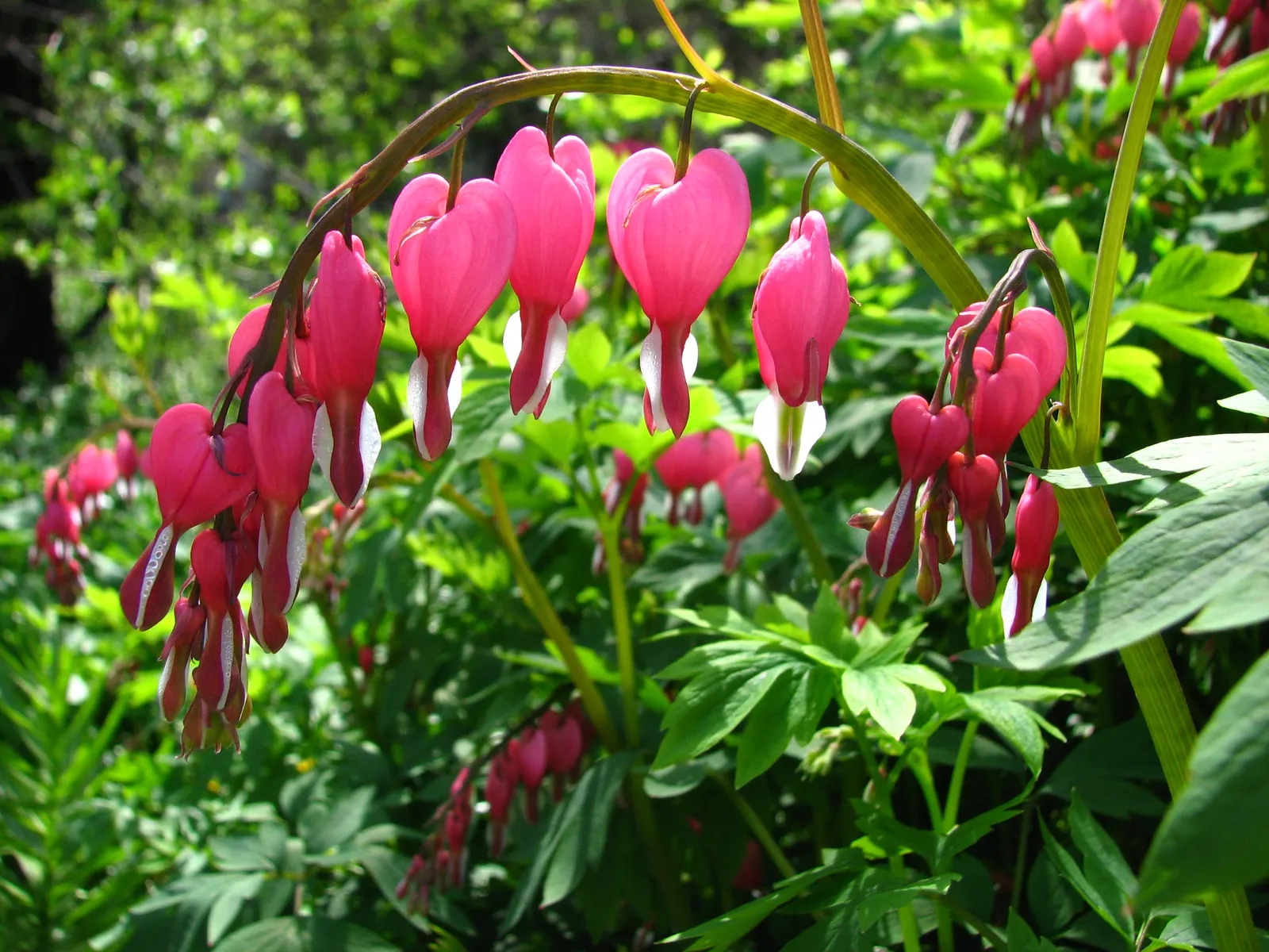 Common Bleeding Heart (Dicentra Spectabilis) — This deciduous perennial boasts arching stems; which give rise to pendulous