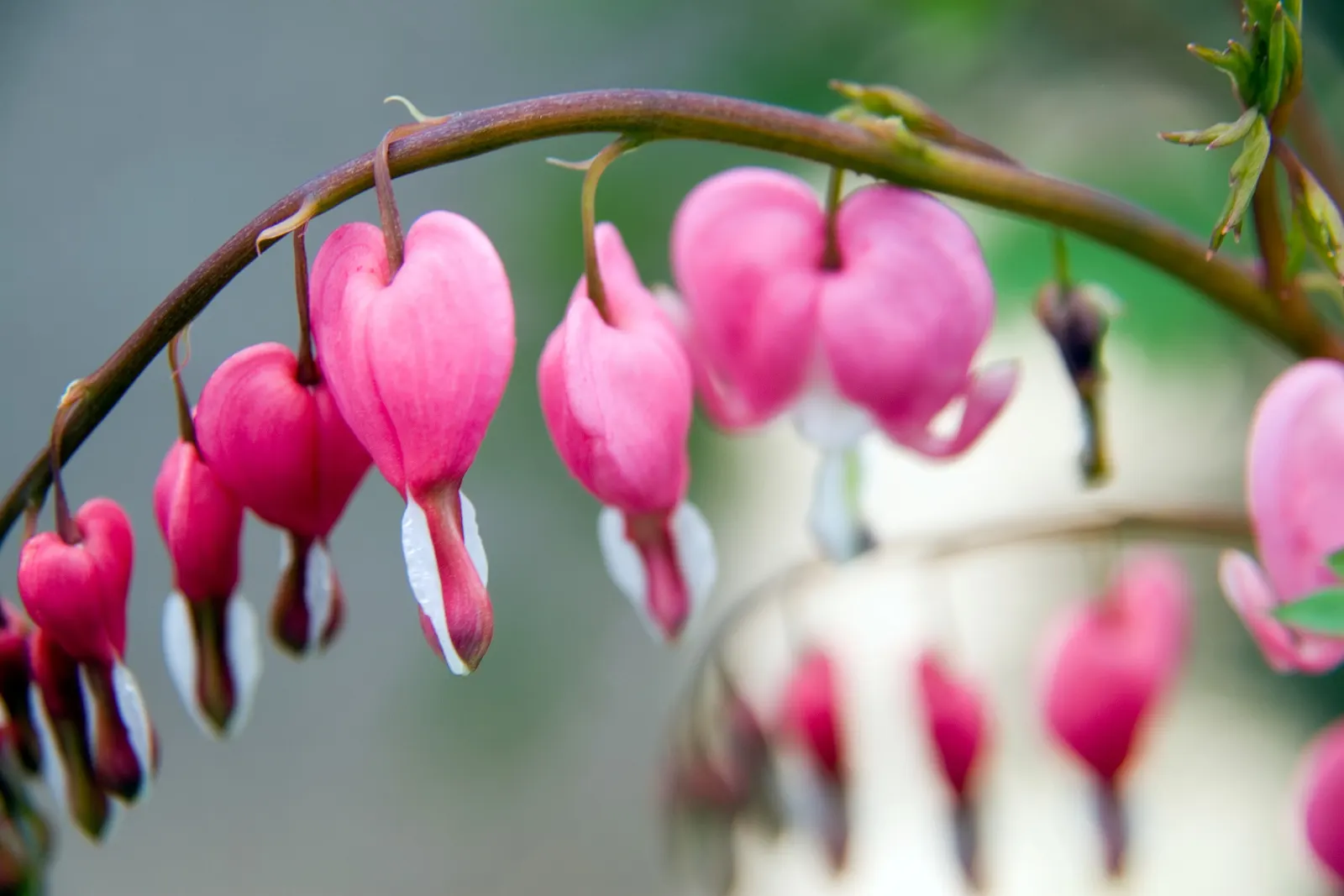 Common Bleeding Heart (Dicentra Spectabilis) — offering a graceful display of heart-shaped blooms