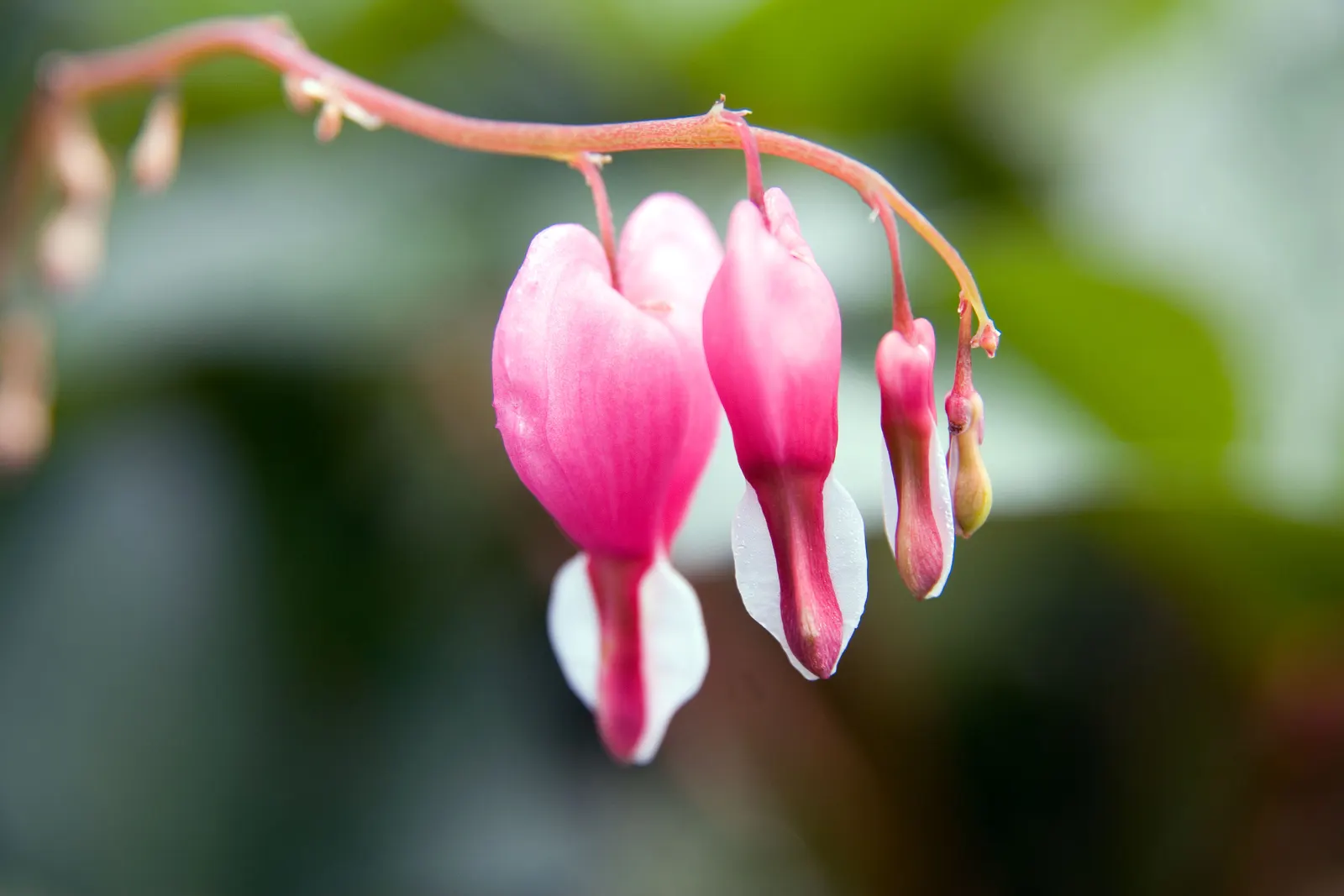 Common Bleeding Heart (Dicentra Spectabilis) — is a captivating perennial featuring arching stems adorned with heart-shaped pink and white flowers