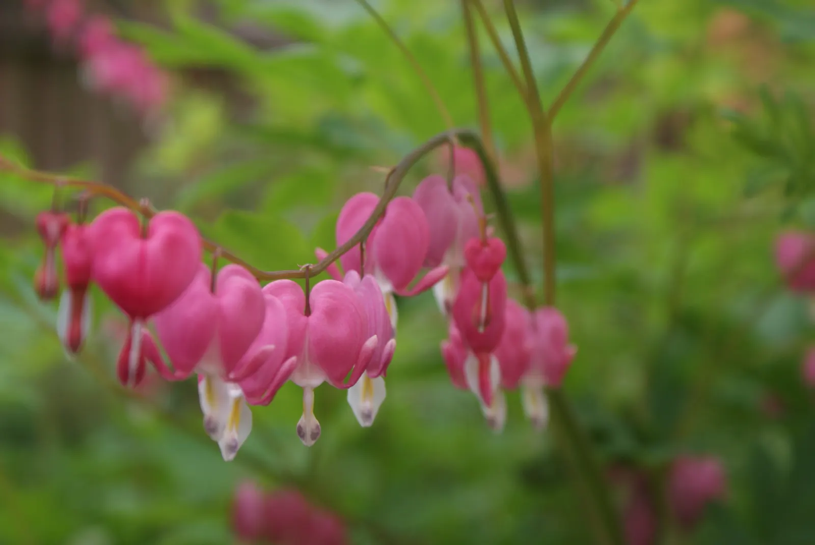 Common Bleeding Heart (Dicentra Spectabilis) — while generally being resistant to deer; is a captivating perennial featuring arching stems adorned with