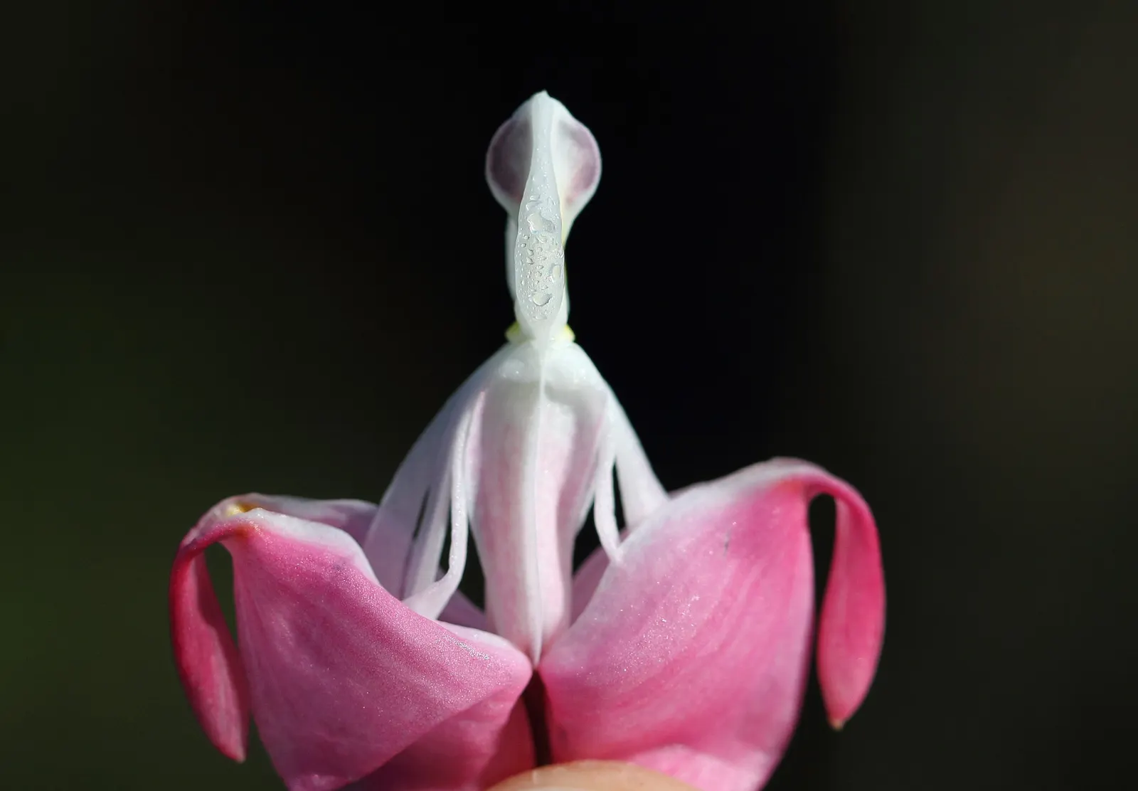Common Bleeding Heart (Dicentra Spectabilis) — With its low maintenance requirements