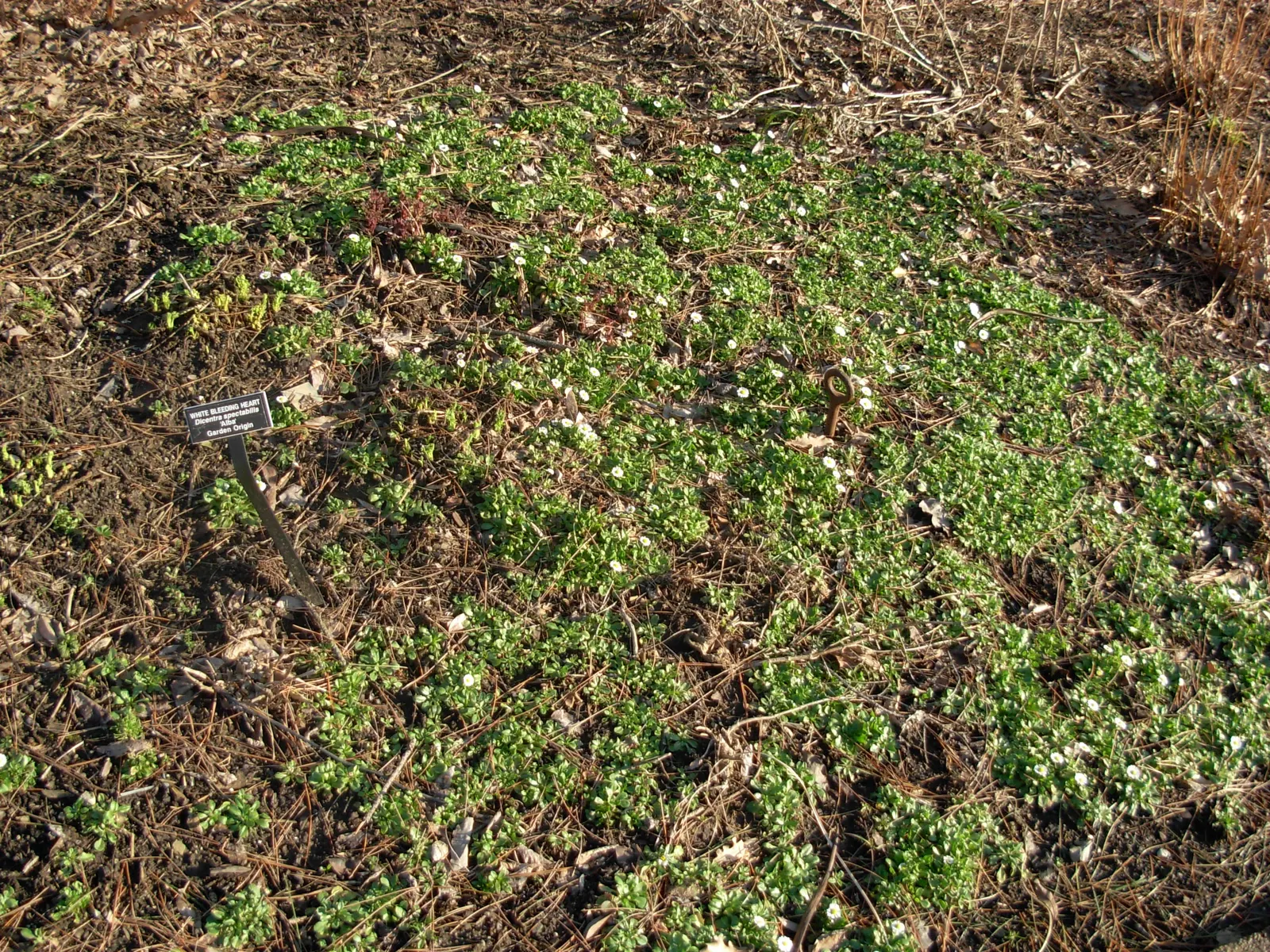 Common Bleeding Heart (Dicentra Spectabilis) — scientifically known as Dicentra spectabilis