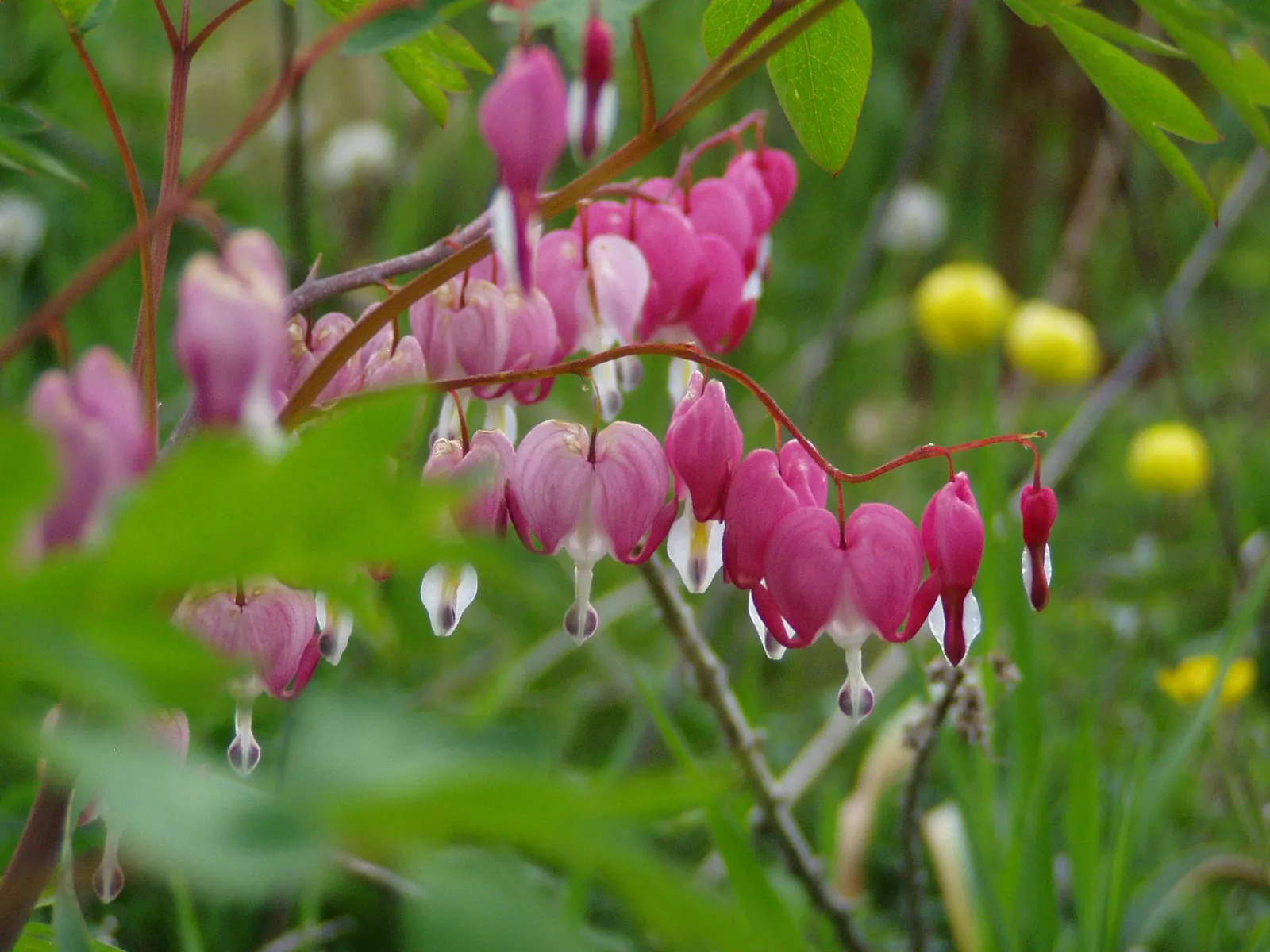 Common Bleeding Heart (Dicentra Spectabilis) — Ideal planting sites should provide partial to full shade