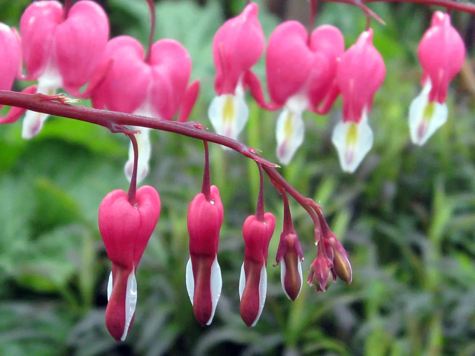 Common Bleeding Heart (Dicentra Spectabilis) — with a similar spread of 18 to 30 inches, image 38