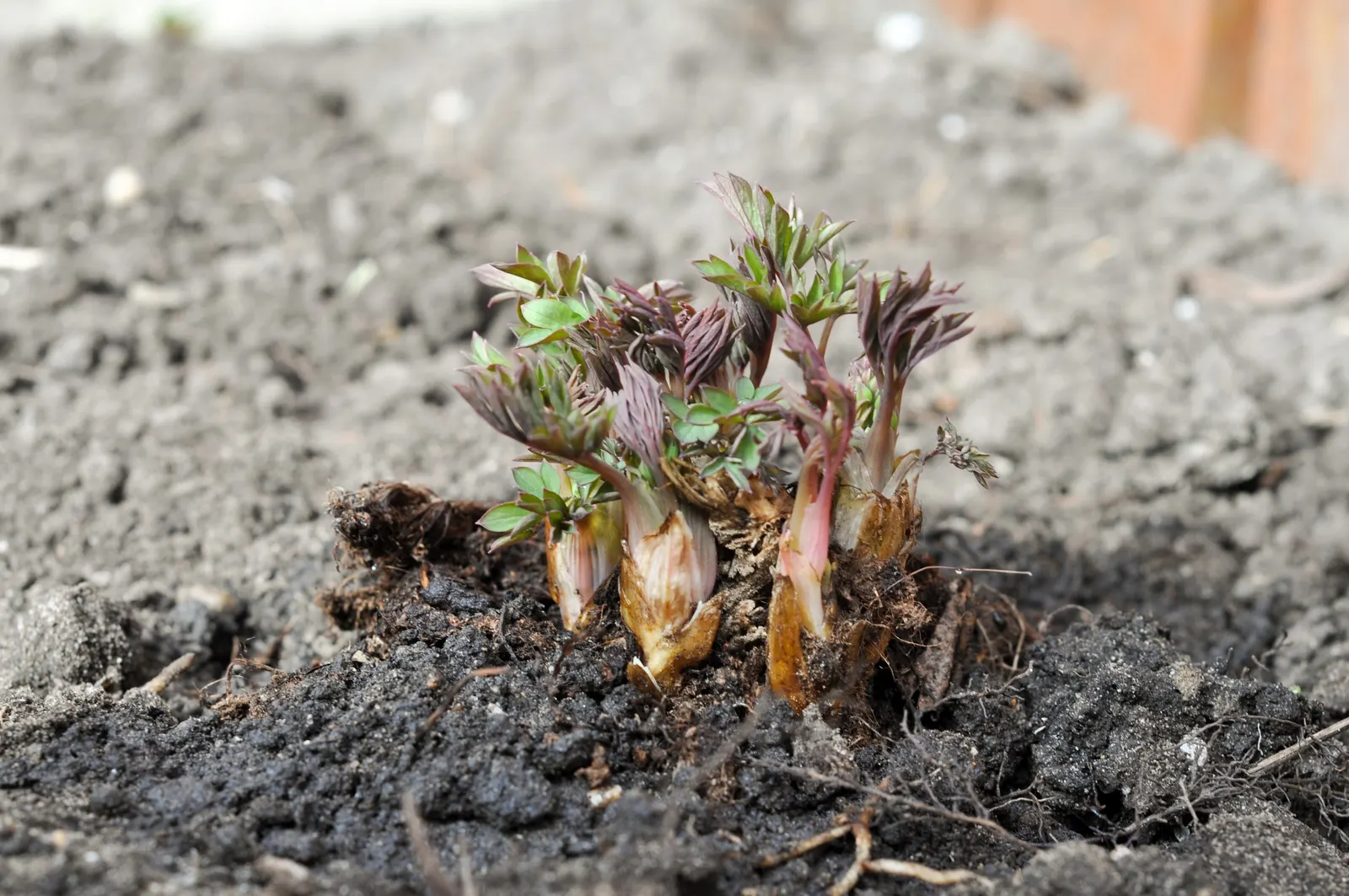 Common Bleeding Heart (Dicentra Spectabilis) — is an enchanting addition to any landscape design