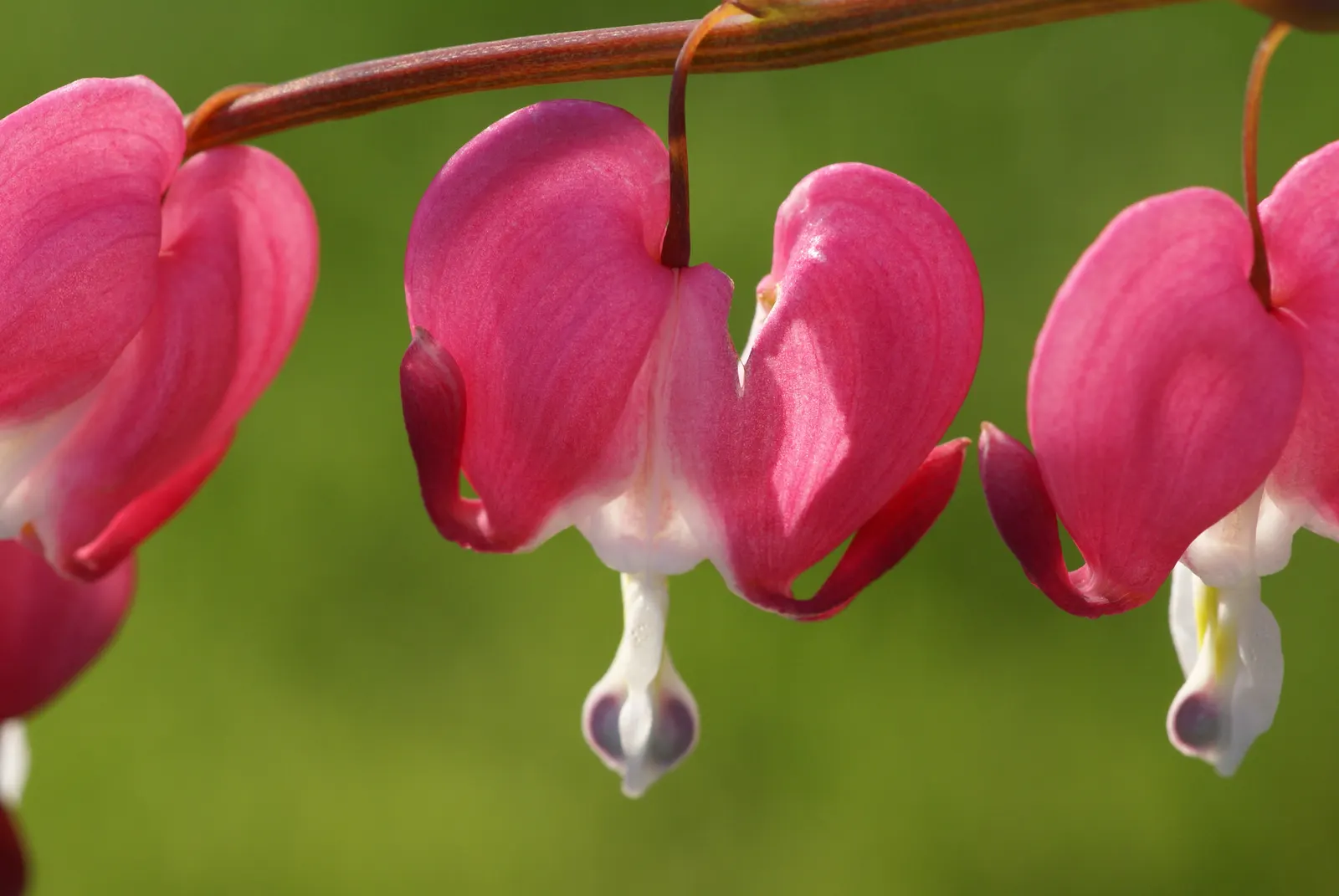 Common Bleeding Heart (Dicentra Spectabilis) — During the late summer months, foliage may yellow and go dormant, especially if conditions become too dry; with