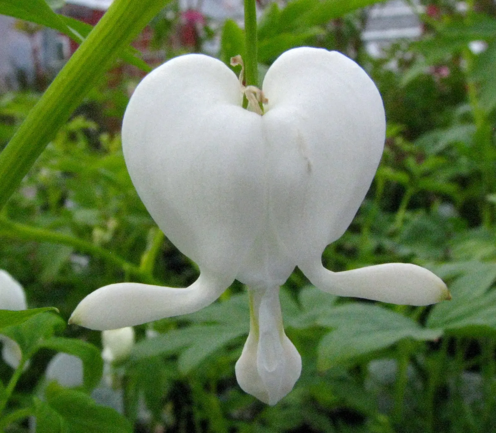 Common Bleeding Heart (Dicentra Spectabilis) — as this plant prefers a respite from the afternoon sun