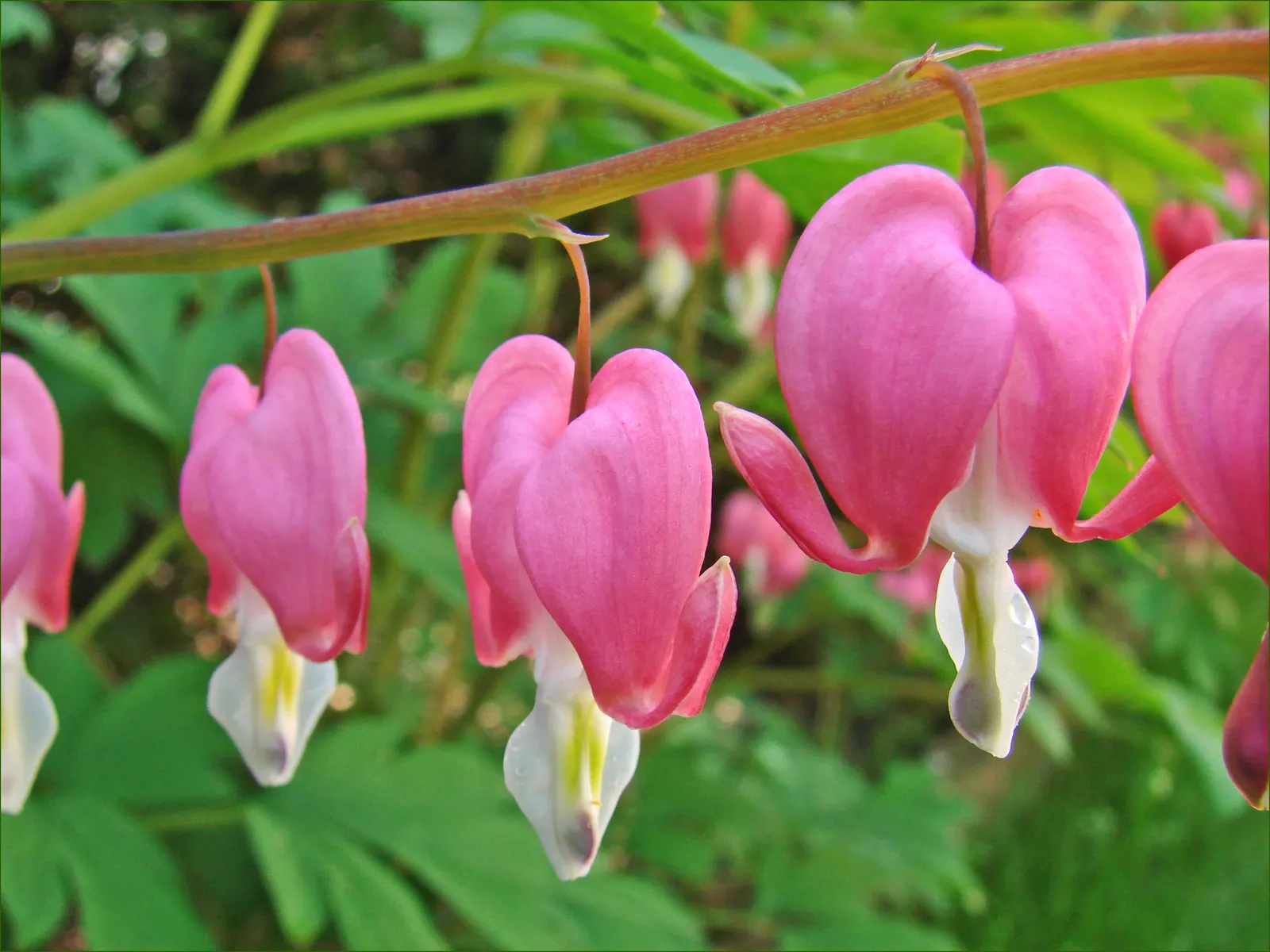 Common Bleeding Heart (Dicentra Spectabilis) — perennial with multi-colored and pink and white blooms
