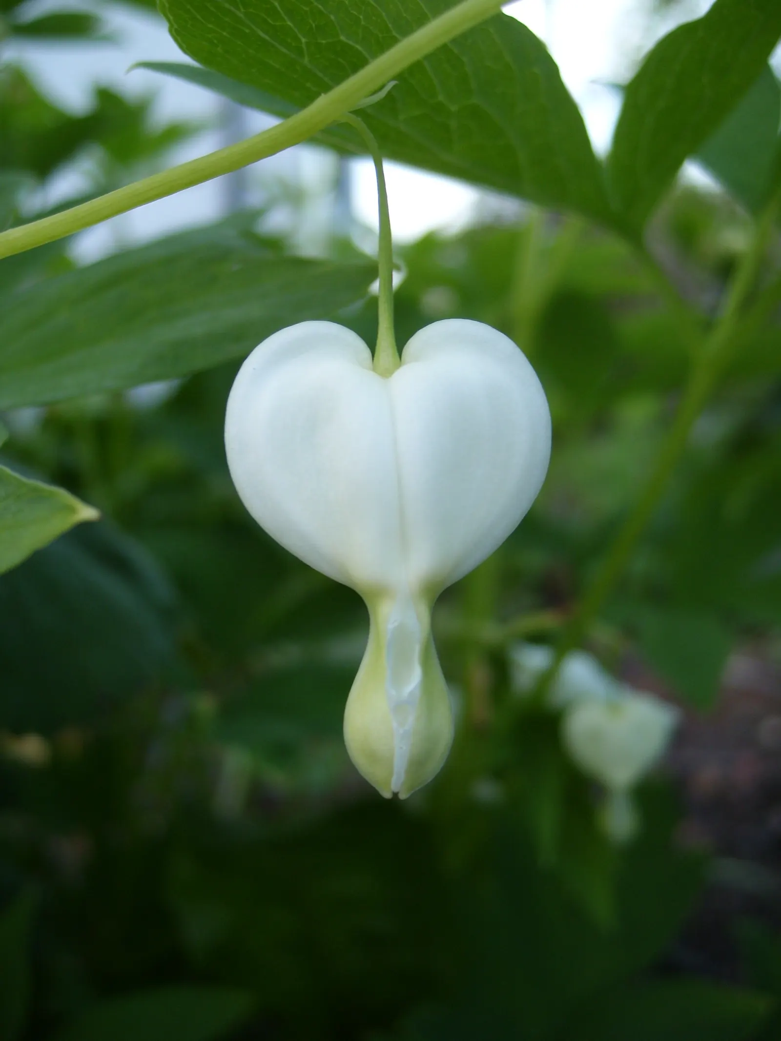 Common Bleeding Heart (Dicentra Spectabilis) — while generally being resistant to deer