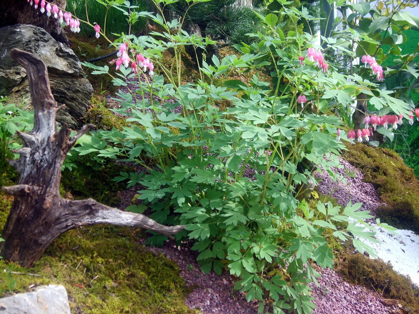Common Bleeding Heart (Dicentra Spectabilis) — offering a mid-spring to early summer floral display; multi-colored and pink and white flowers in the garden