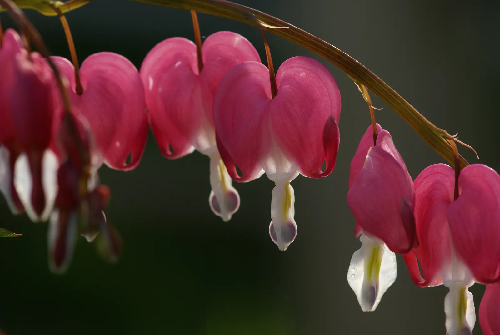 Common Bleeding Heart (Dicentra Spectabilis) — perennial with multi-colored and pink and white blooms; as this plant prefers a respite from the afternoon sun