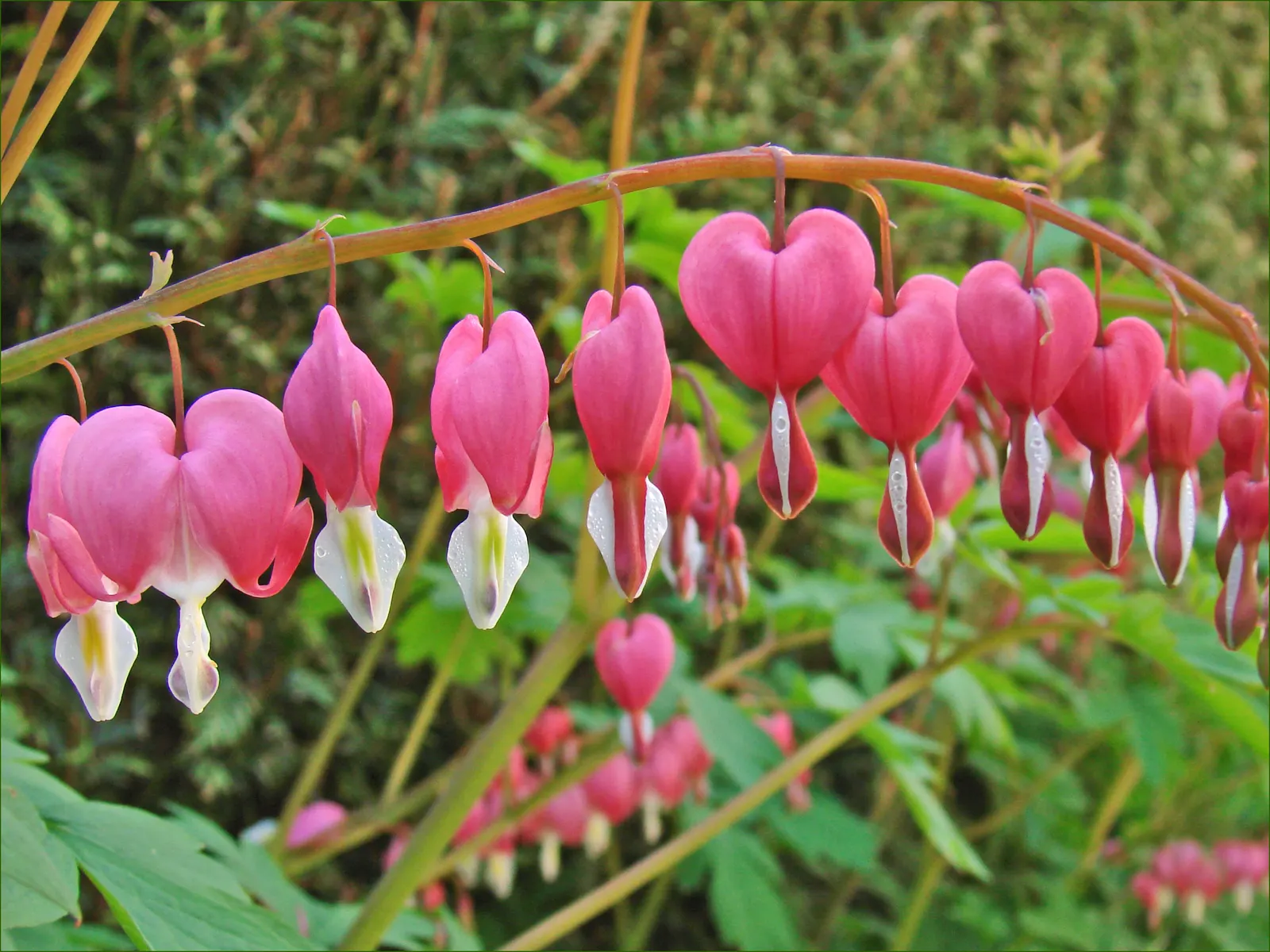 Common Bleeding Heart (Dicentra Spectabilis) — blooming in spring to early summer