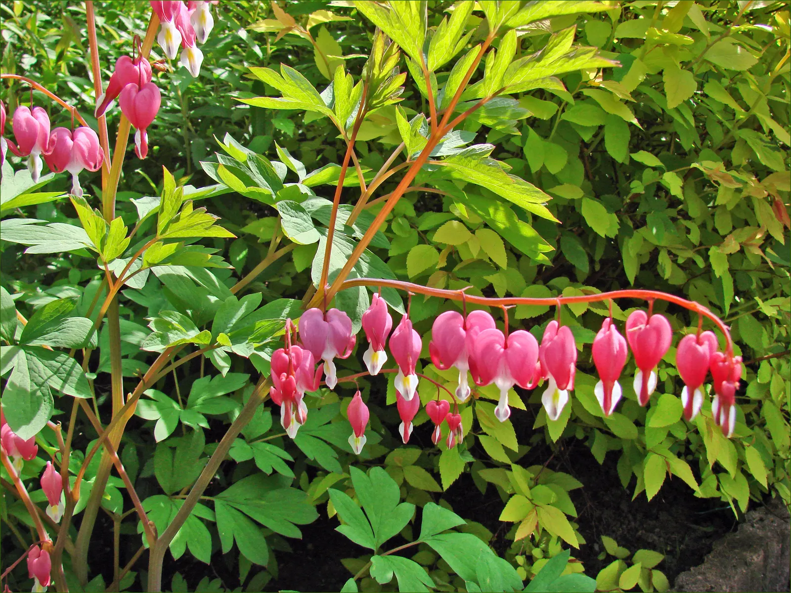 Common Bleeding Heart (Dicentra Spectabilis) — blooming in spring to early summer; each with a unique "bleeding heart" appearance