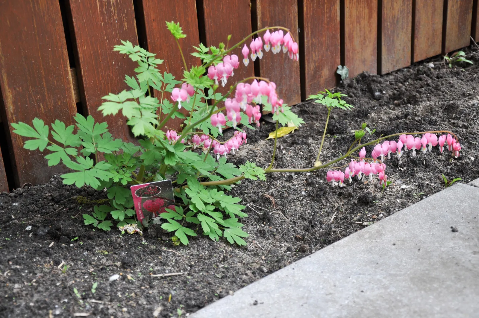 Common Bleeding Heart (Dicentra Spectabilis) — each with a unique "bleeding heart" appearance