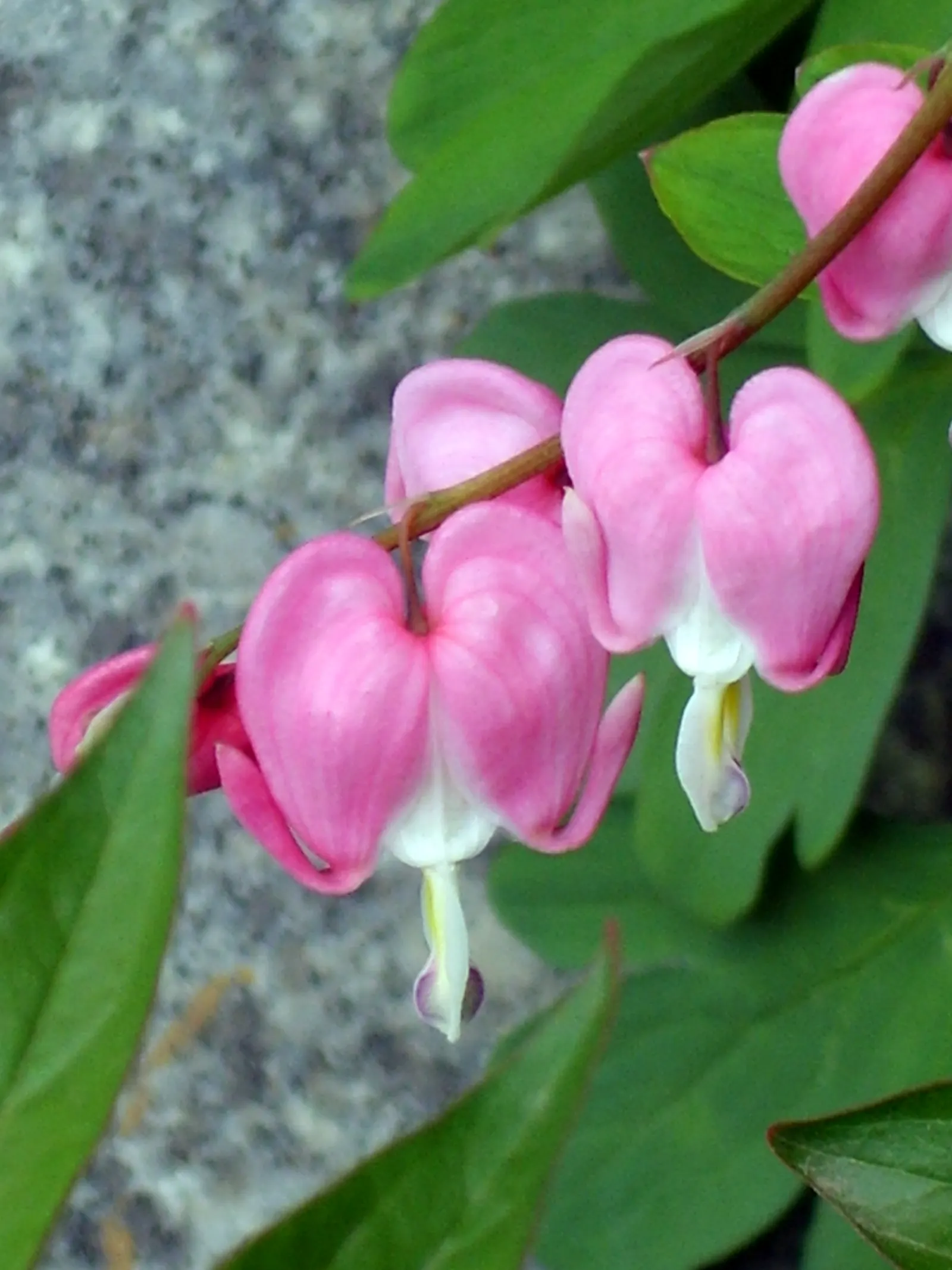 Common Bleeding Heart (Dicentra Spectabilis) — Ideal planting sites should provide partial to full shade; the Common Bleeding Heart requires little care beyond