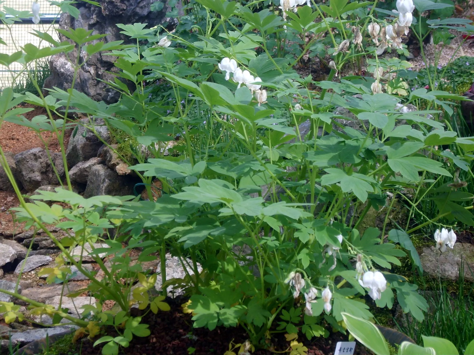 Common Bleeding Heart (Dicentra Spectabilis) — It attains a mature stature of approximately 24 to 36 inches in height; scientifically known as Dicentra