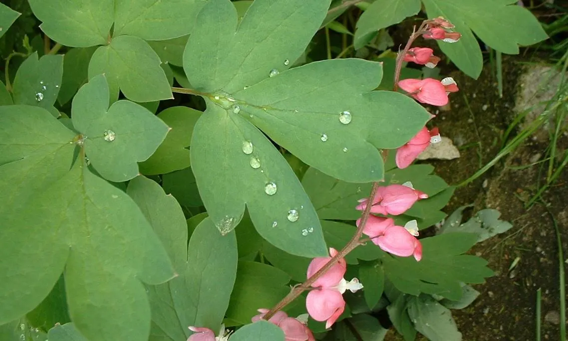 Common Bleeding Heart (Dicentra Spectabilis) — <br><br>This perennial is a quintessential component for woodlands or shade gardens; a rich, moist