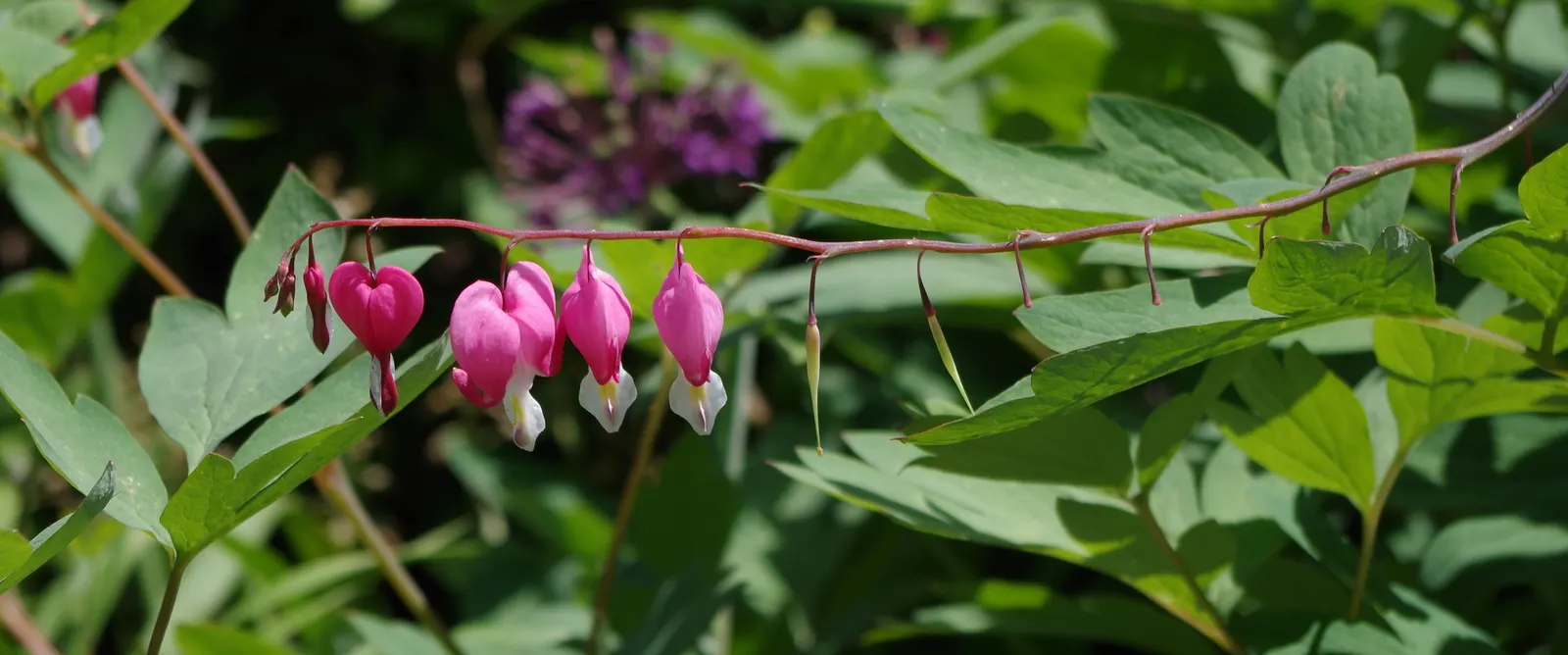 Common Bleeding Heart (Dicentra Spectabilis) — scientifically known as Dicentra spectabilis; ideal planting sites should provide partial to full shade