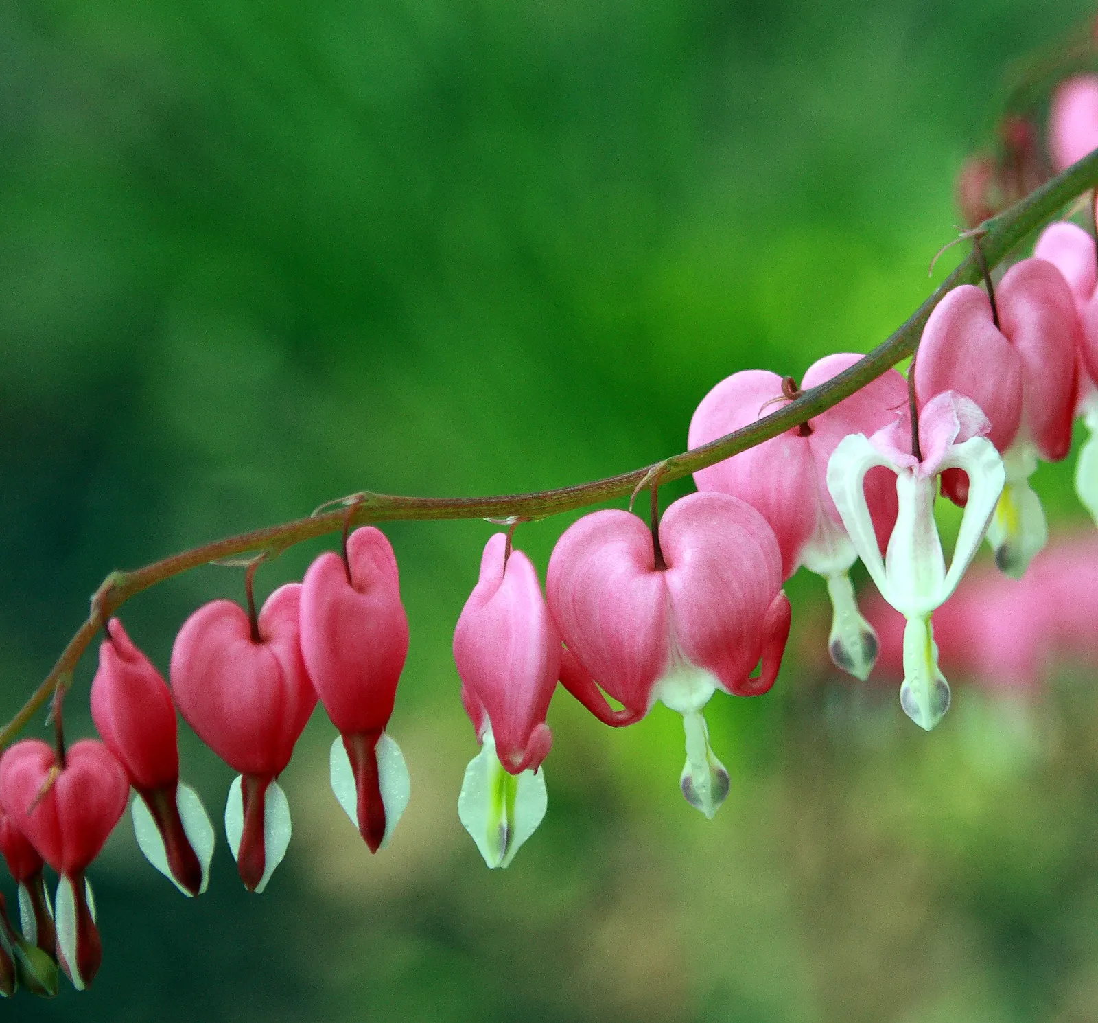 Common Bleeding Heart (Dicentra Spectabilis) — offering a mid-spring to early summer floral display
