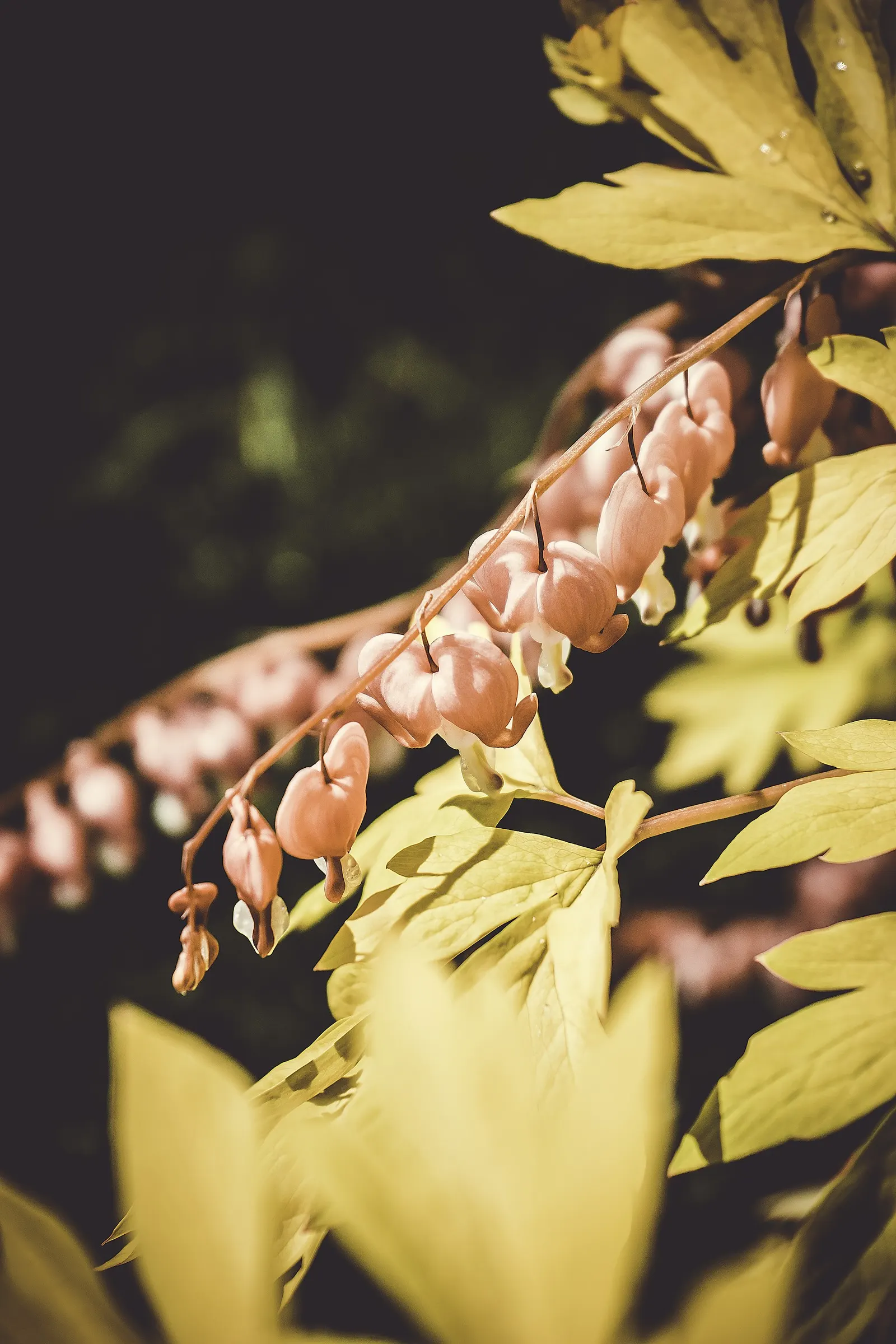 Common Bleeding Heart (Dicentra Spectabilis) — which give rise to pendulous; <br><br>This perennial is a quintessential component for woodlands or shade gardens