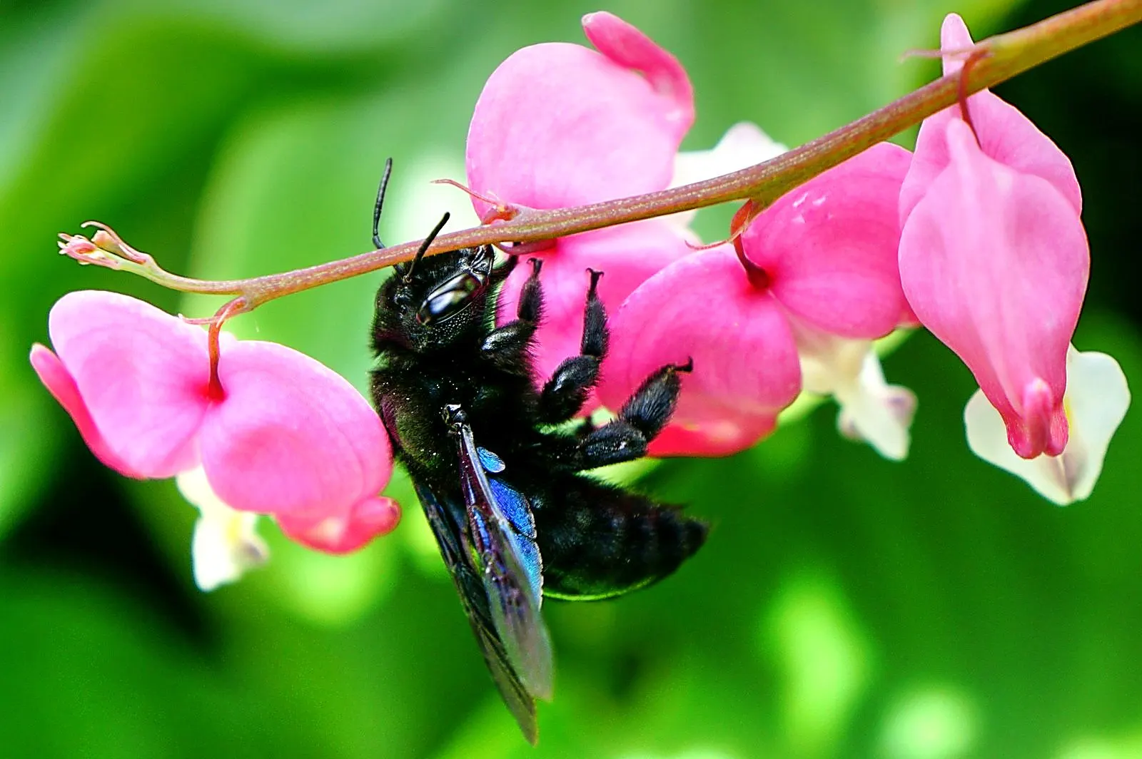 Common Bleeding Heart (Dicentra Spectabilis) — This plant thrives in part shade with moist; offering a mid-spring to early summer floral display