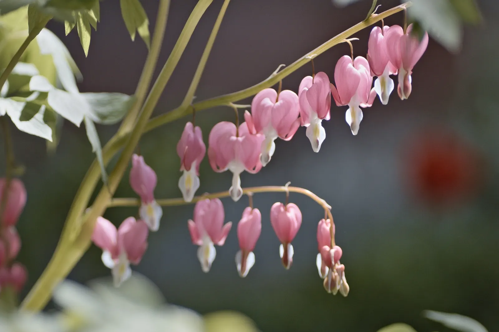 Common Bleeding Heart (Dicentra Spectabilis) — This plant thrives in part shade with moist
