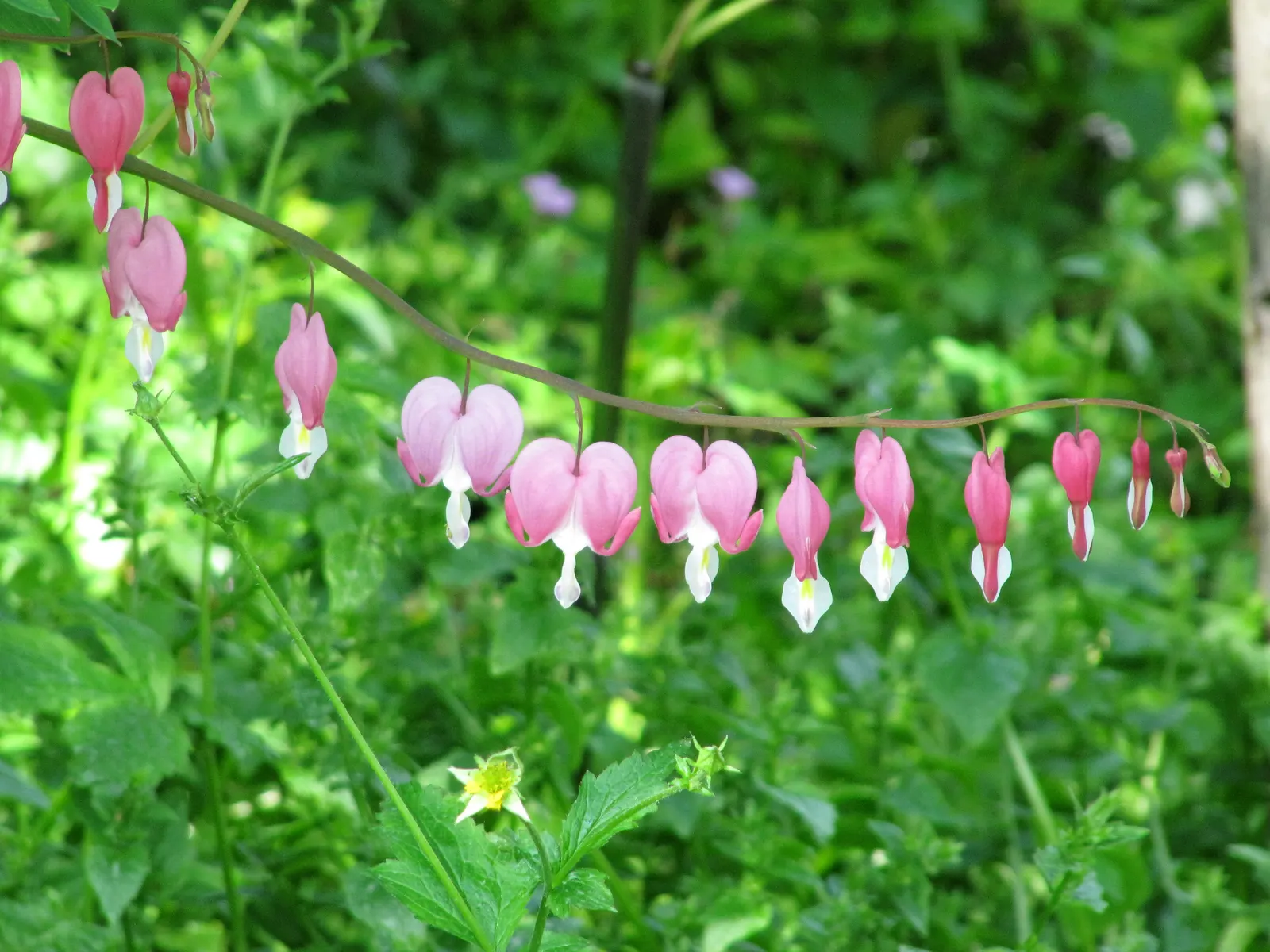 Common Bleeding Heart (Dicentra Spectabilis) — multi-colored and pink and white flowers in the garden