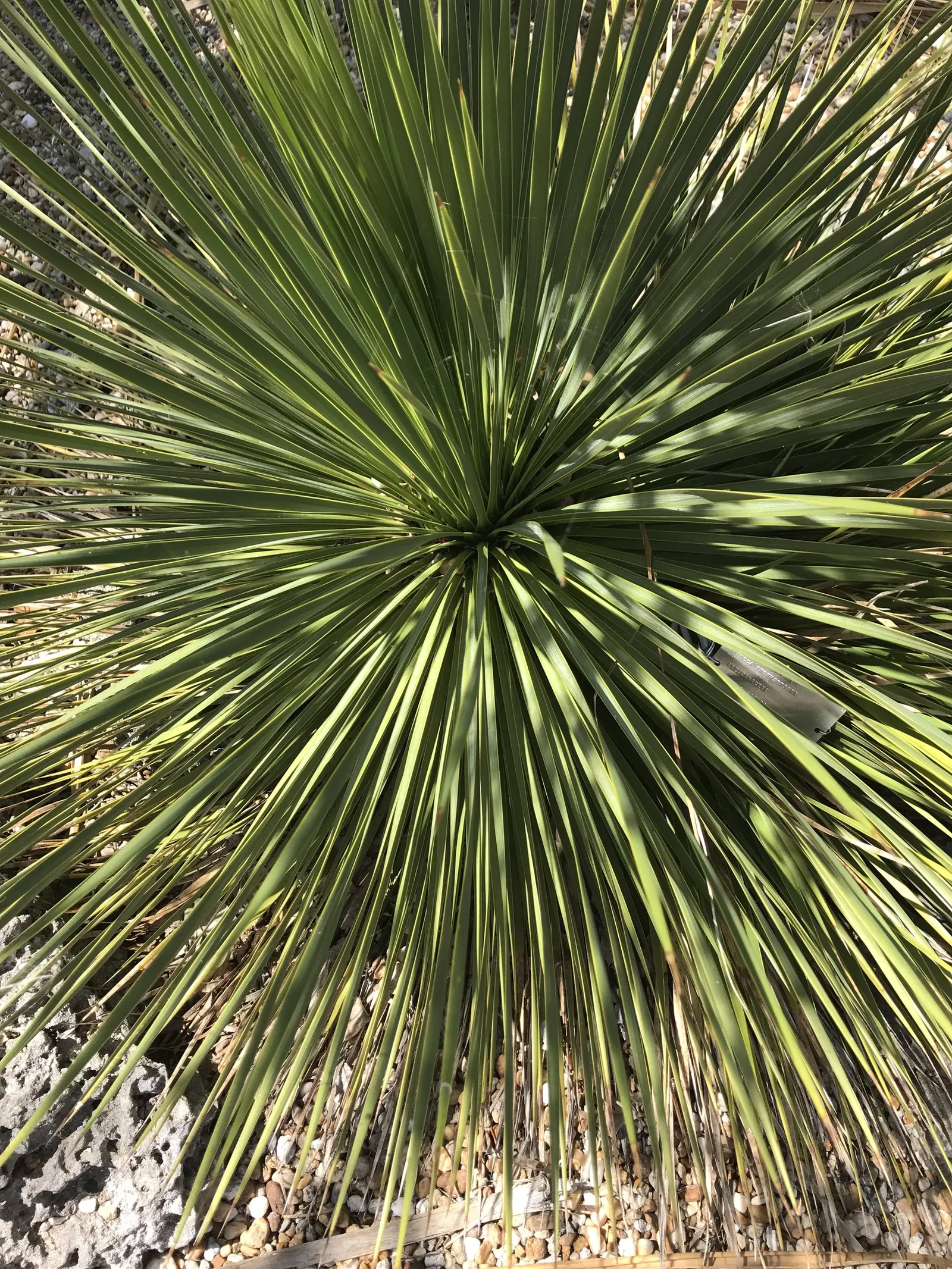 Thompson's Yucca (Yucca Thompsoniana) — it's perfect for xeriscapes