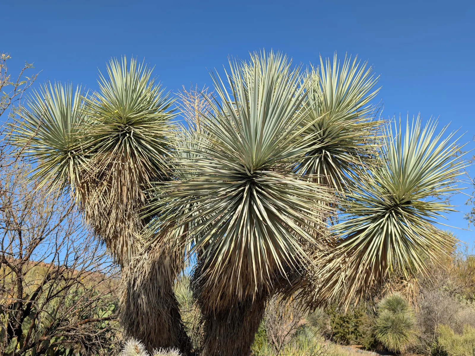 Thompson's Yucca (Yucca Thompsoniana) — blue-green leaves that are remarkably rigid and sharply pointed