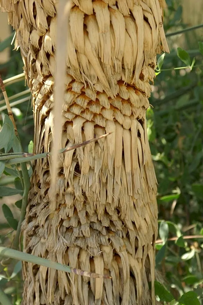 Thompson's Yucca (Yucca Thompsoniana) — Thompson's Yucca (Yucca thompsoniana) is a striking, evergreen succulent