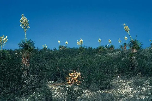 Thompson's Yucca (Yucca Thompsoniana) — can reach heights of 6 to 10 feet with a spread of 4 to 6 feet