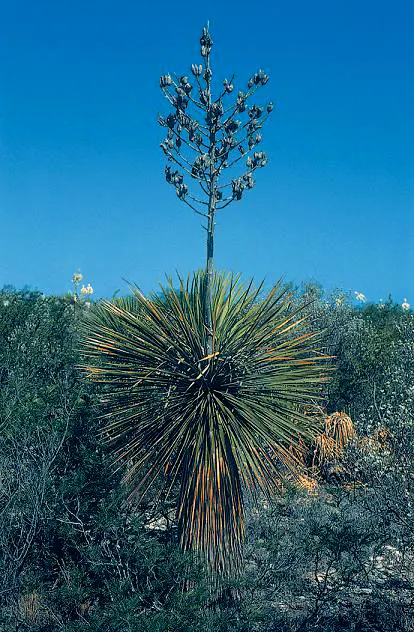 Thompson's Yucca (Yucca Thompsoniana) — This evergreen perennial thrives under full sun exposure and exhibits remarkable drought tolerance