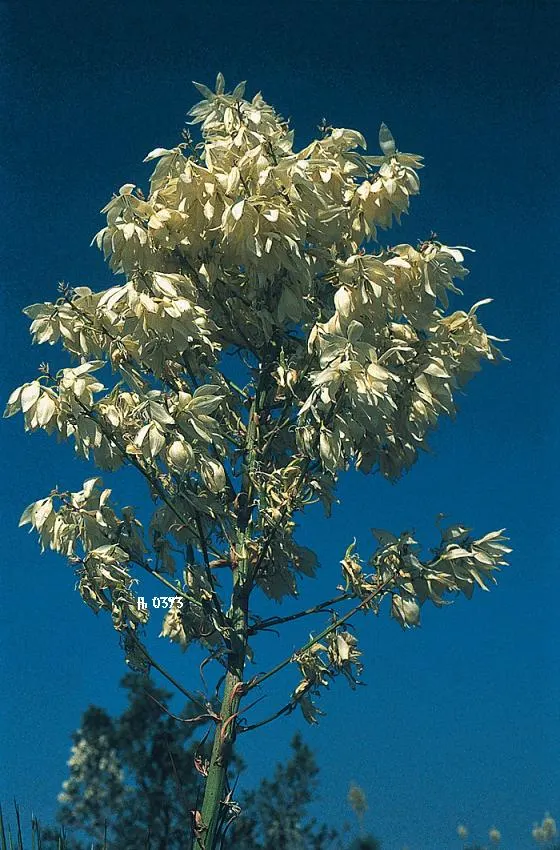 Thompson's Yucca (Yucca Thompsoniana) — mature specimens send up towering spikes