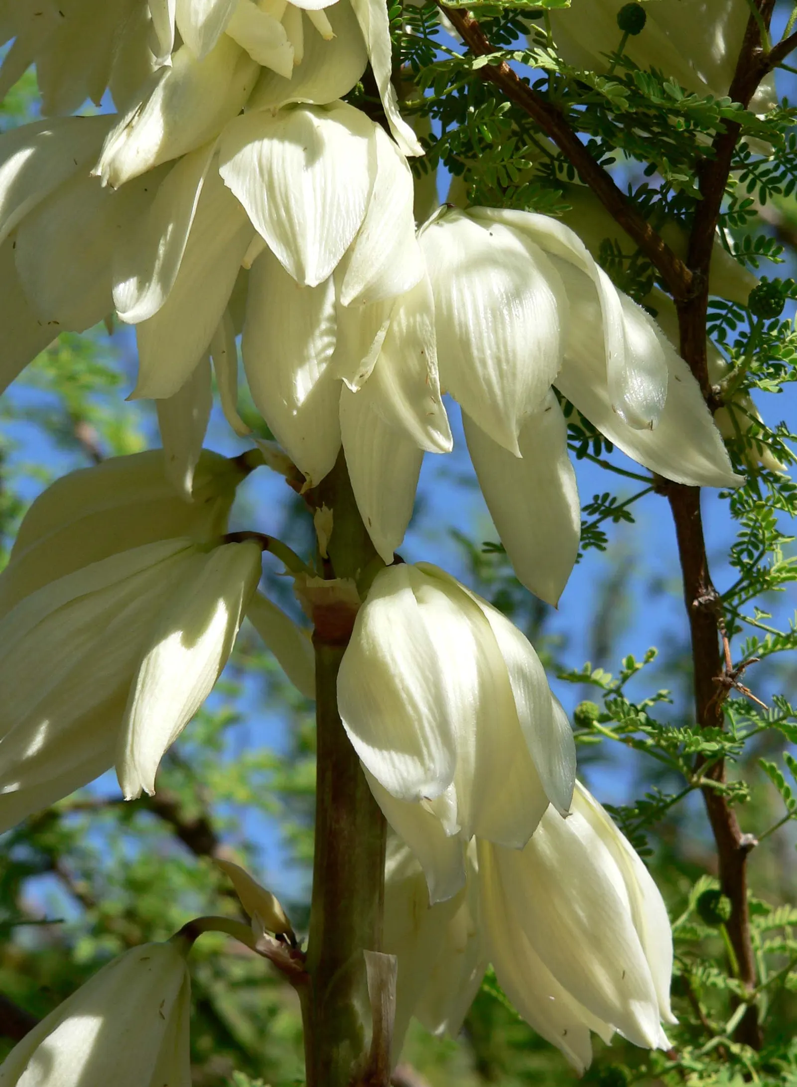 Thompson's Yucca (Yucca Thompsoniana) — Drought-tolerant and sun-loving