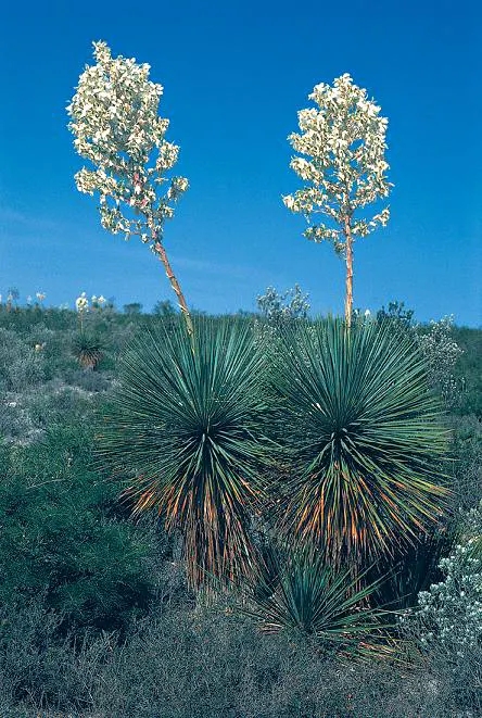 Thompson's Yucca (Yucca Thompsoniana) — scientifically recognized as Yucca thompsoniana