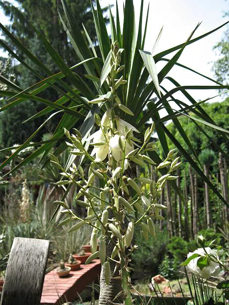 Thompson's Yucca (Yucca Thompsoniana) — creating an impressive vertical silhouette