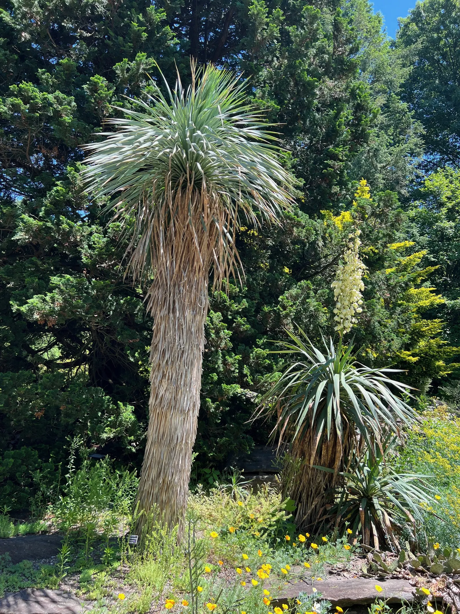 Thompson's Yucca (Yucca Thompsoniana) — Its signature foliage consists of narrow