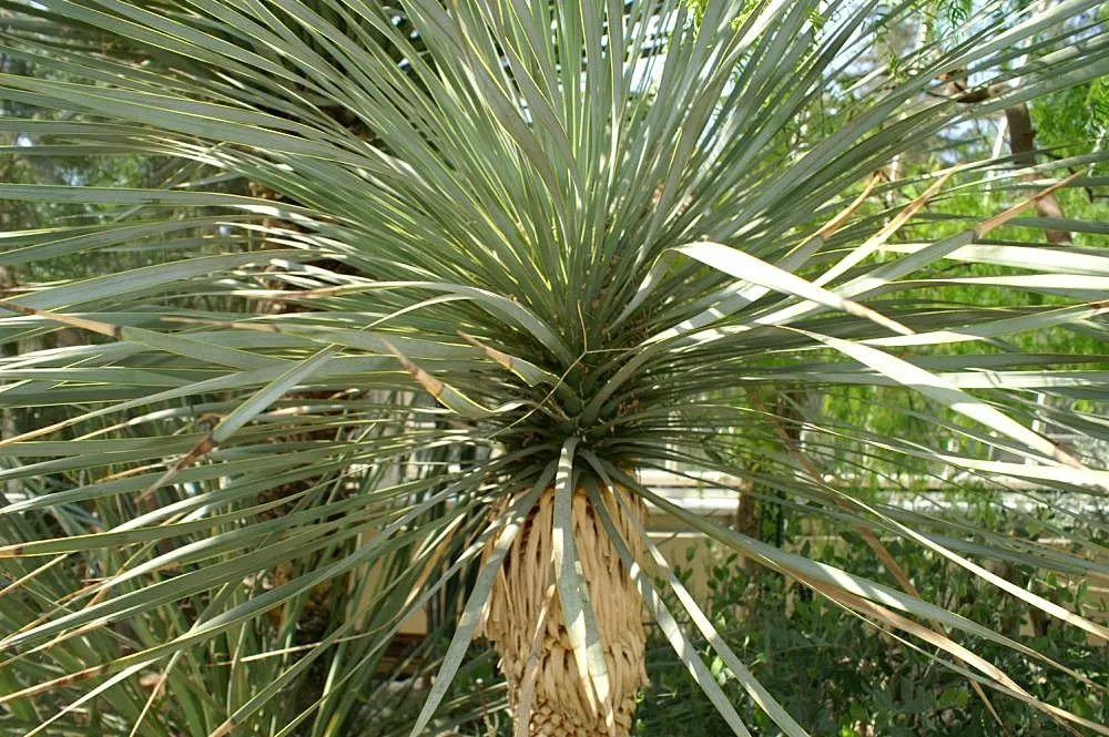Thompson's Yucca (Yucca Thompsoniana) — Late spring blooms produce cream-white flowers on 3-foot stalks