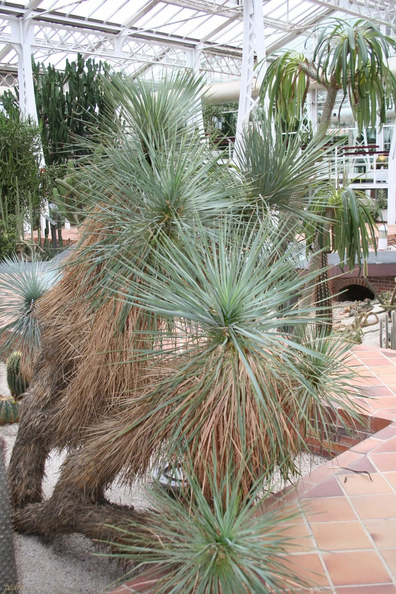 Thompson's Yucca (Yucca Thompsoniana) — It sports a hardy trunk up to 10 feet tall, with a 6-foot spread