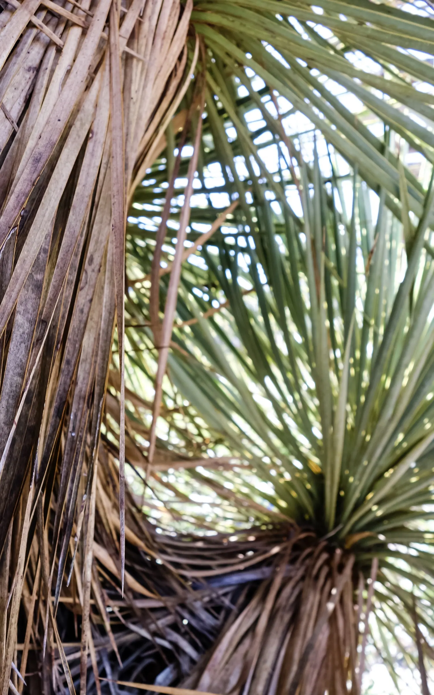 Thompson's Yucca (Yucca Thompsoniana) — an attribute indispensable for xeriscaping and water-wise gardens.<br><br>The plant forms a branched trunk