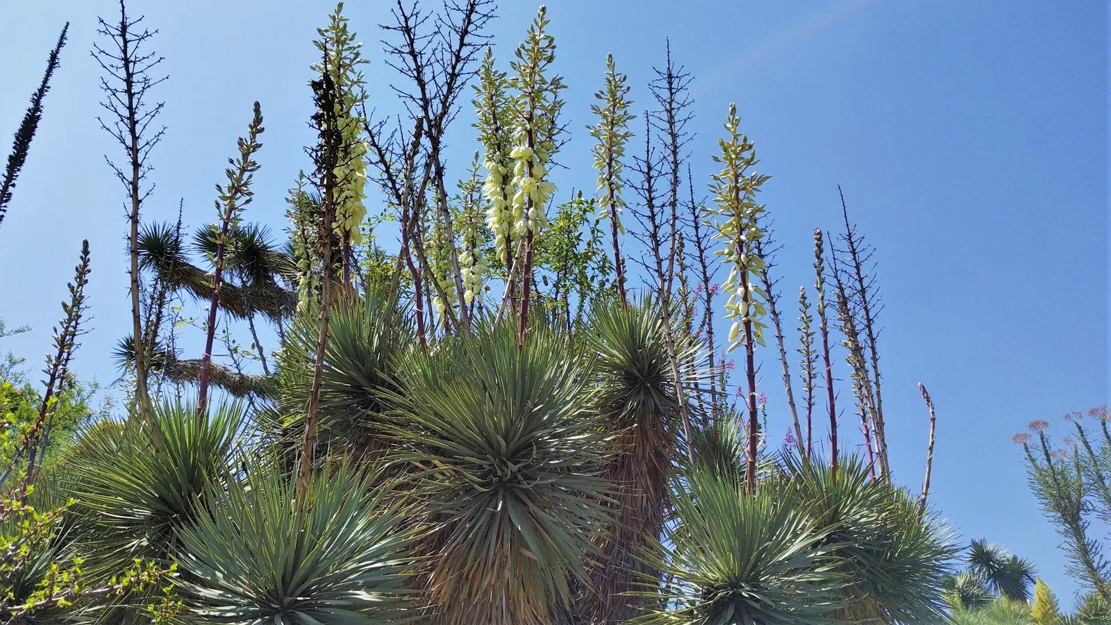 Thompson's Yucca (Yucca Thompsoniana) — This desert native features silver-blue leaves, reaching 2-3 feet, radiating in a rosette