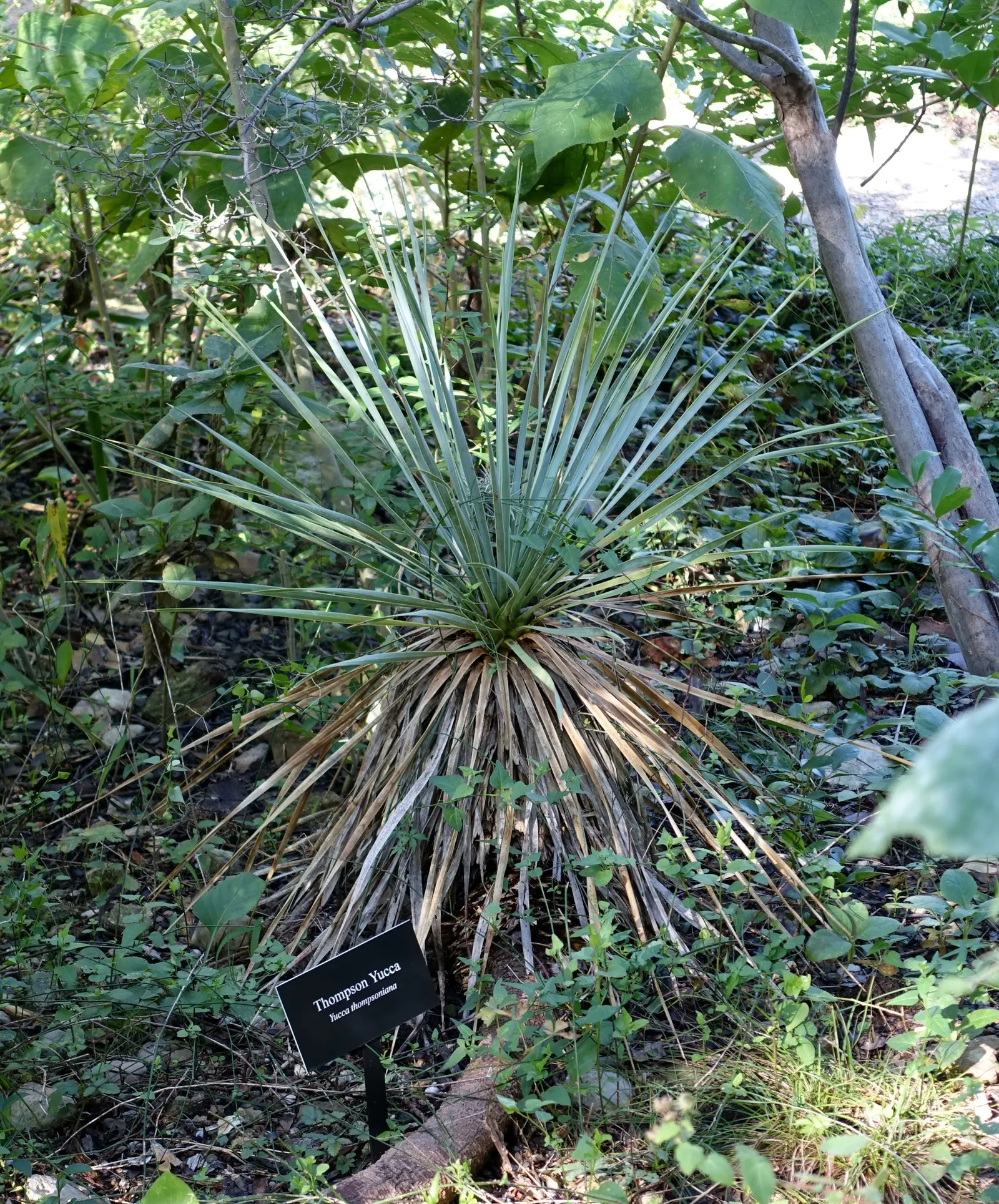 Thompson's Yucca (Yucca Thompsoniana) — presents itself as a striking specimen well-suited to arid