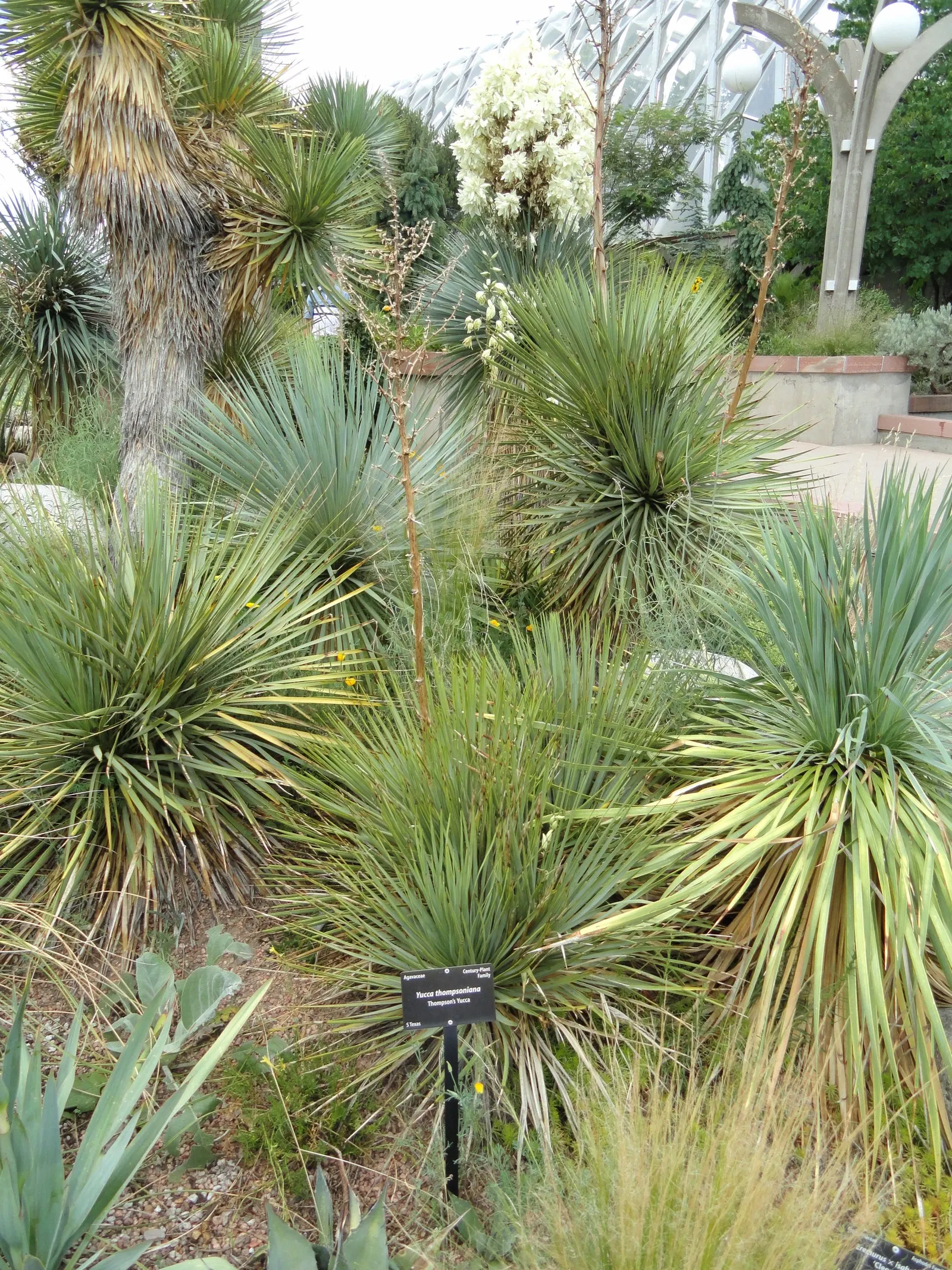 Thompson's Yucca (Yucca Thompsoniana) — adding vertical interest and low-maintenance appeal