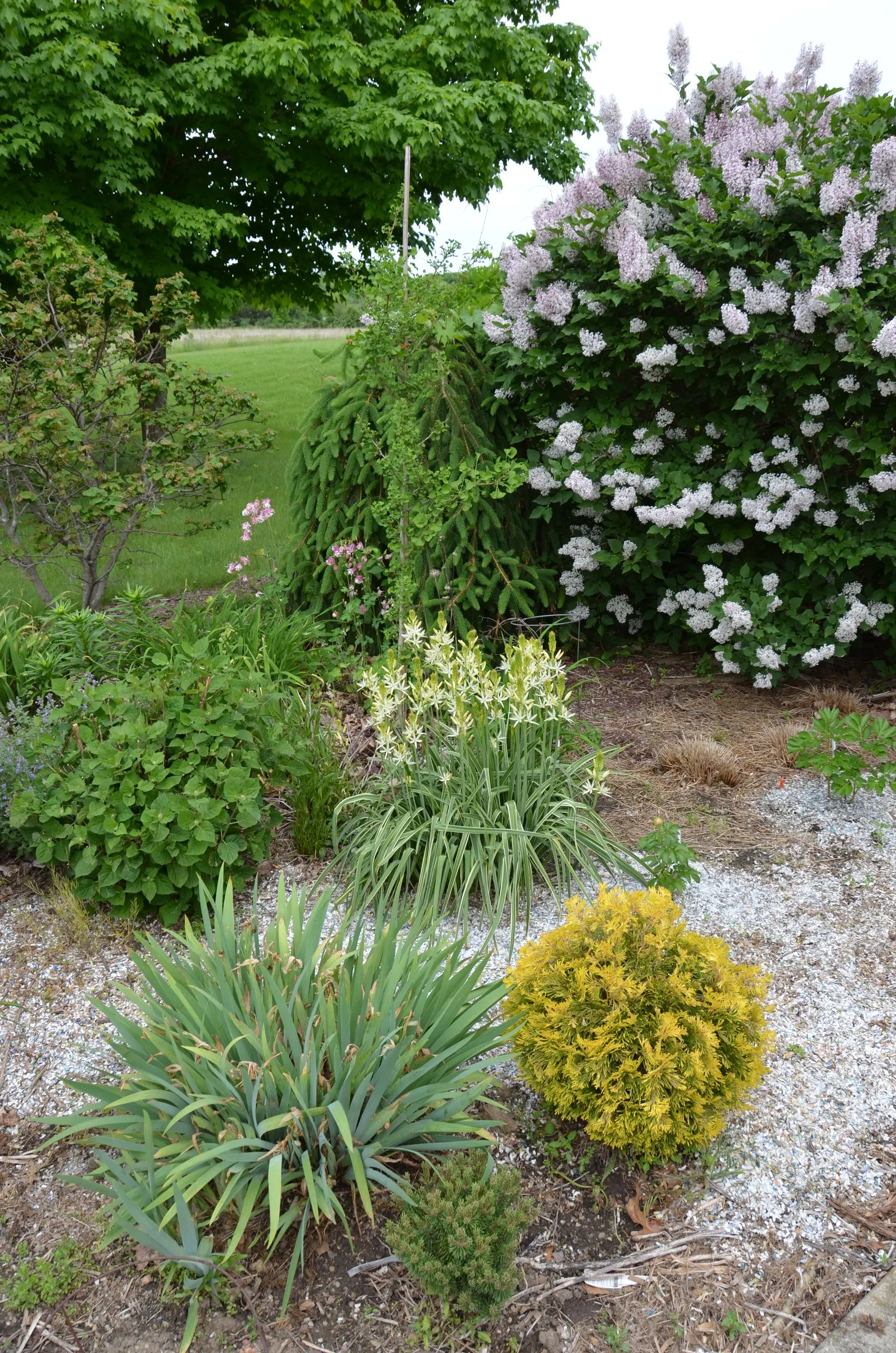 Camas (Camassia Quamash) — It is particularly suited for borders, wildflower meadows, and water-wise gardens; camas bulbs were once a vital food, image 70