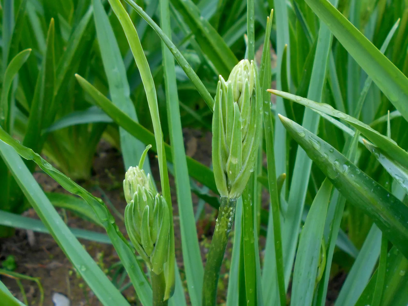 Camas (Camassia Quamash) — requiring minimal care once established