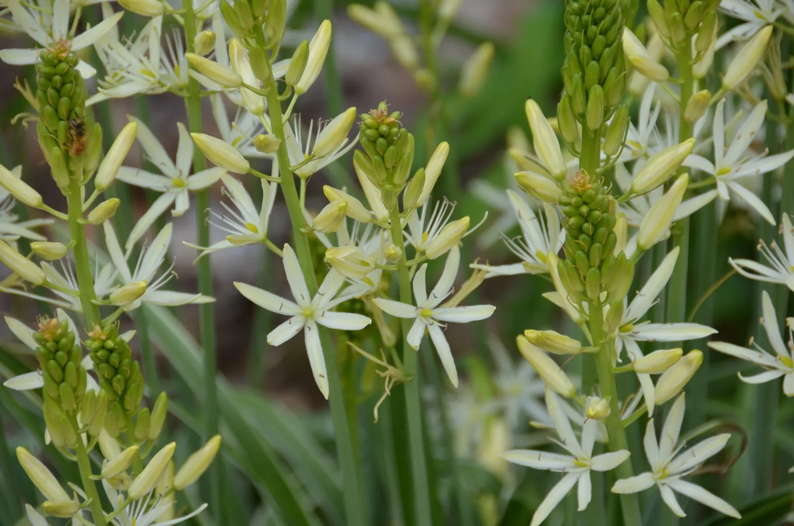 Camas (Camassia Quamash) — upright spikes in late spring to early summer; thriving in USDA zones 4-8, it prefers full sun to partial shade and moist