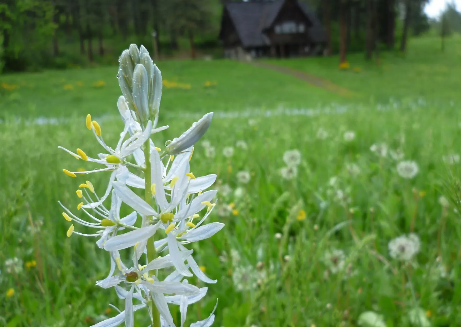 Camas (Camassia Quamash) — making it an excellent choice for extending the blooming season in a garden setting; typically in shades of vivid blue or, image 65