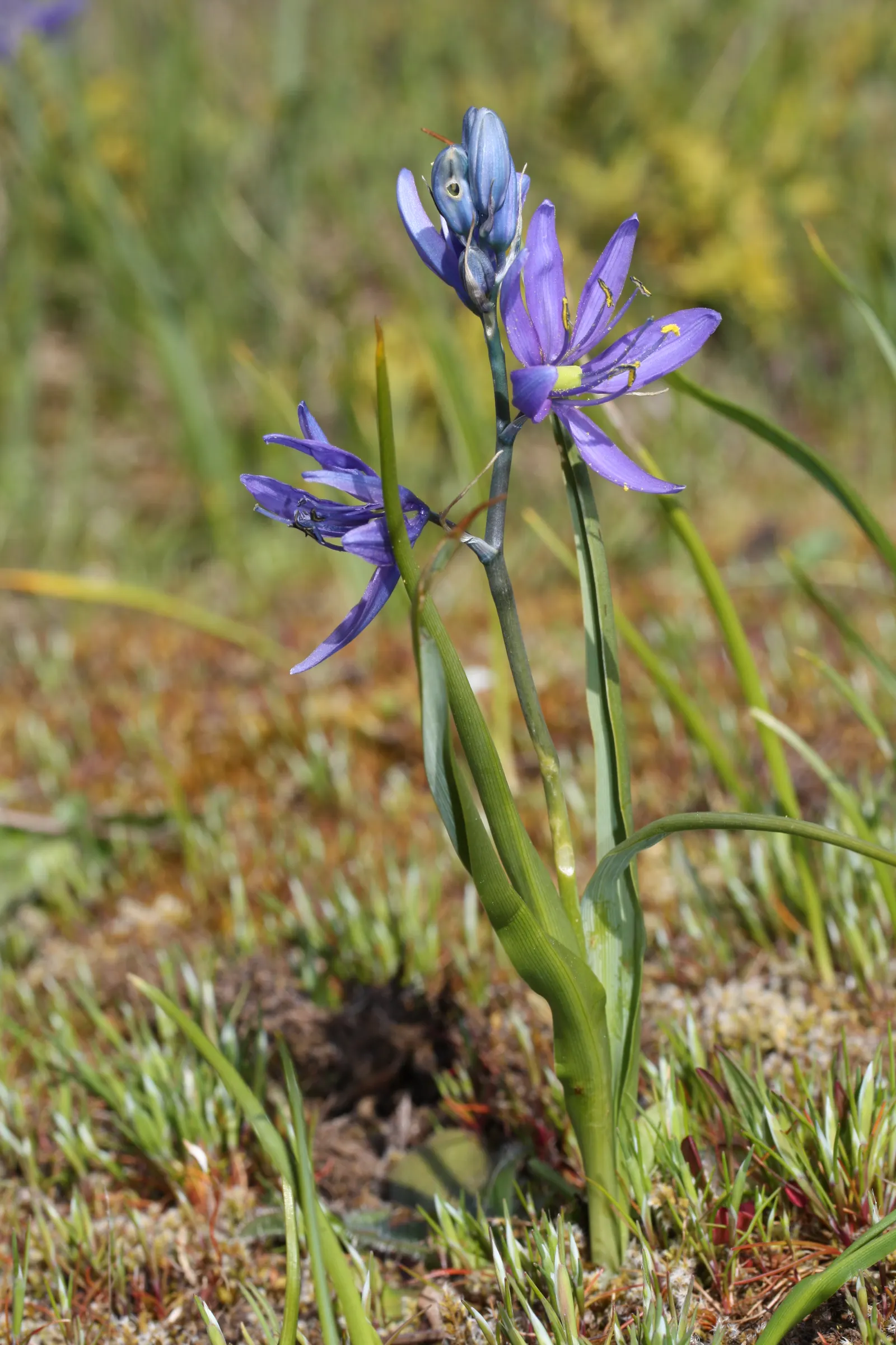 Camas (Camassia Quamash) — Camas presents a striking display of starry-shaped flowers; showcasing its adaptability to various temperate climates