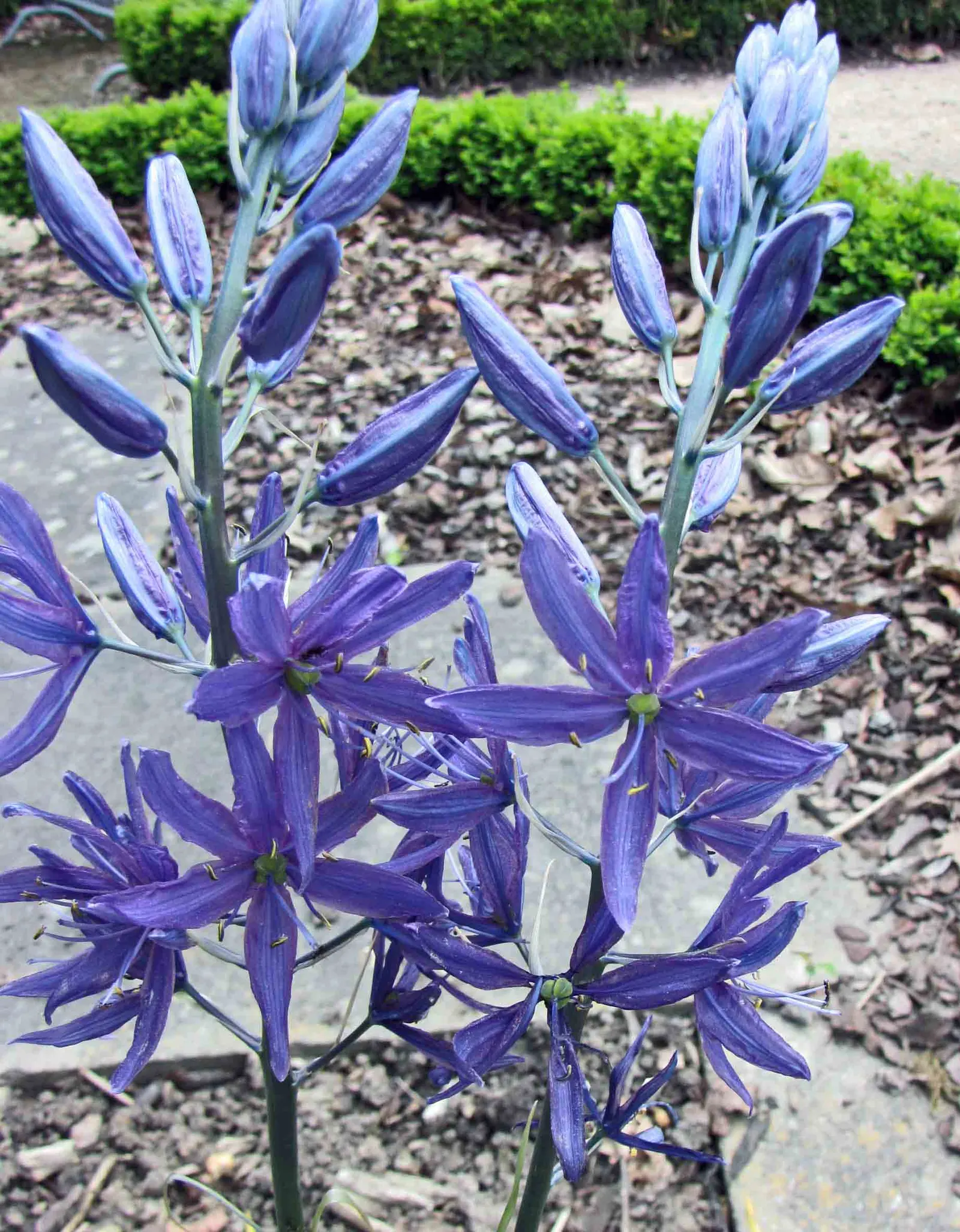 Camas (Camassia Quamash) — Ideal for naturalizing in meadows or as a border accent; perennial with blue blooms, image 56